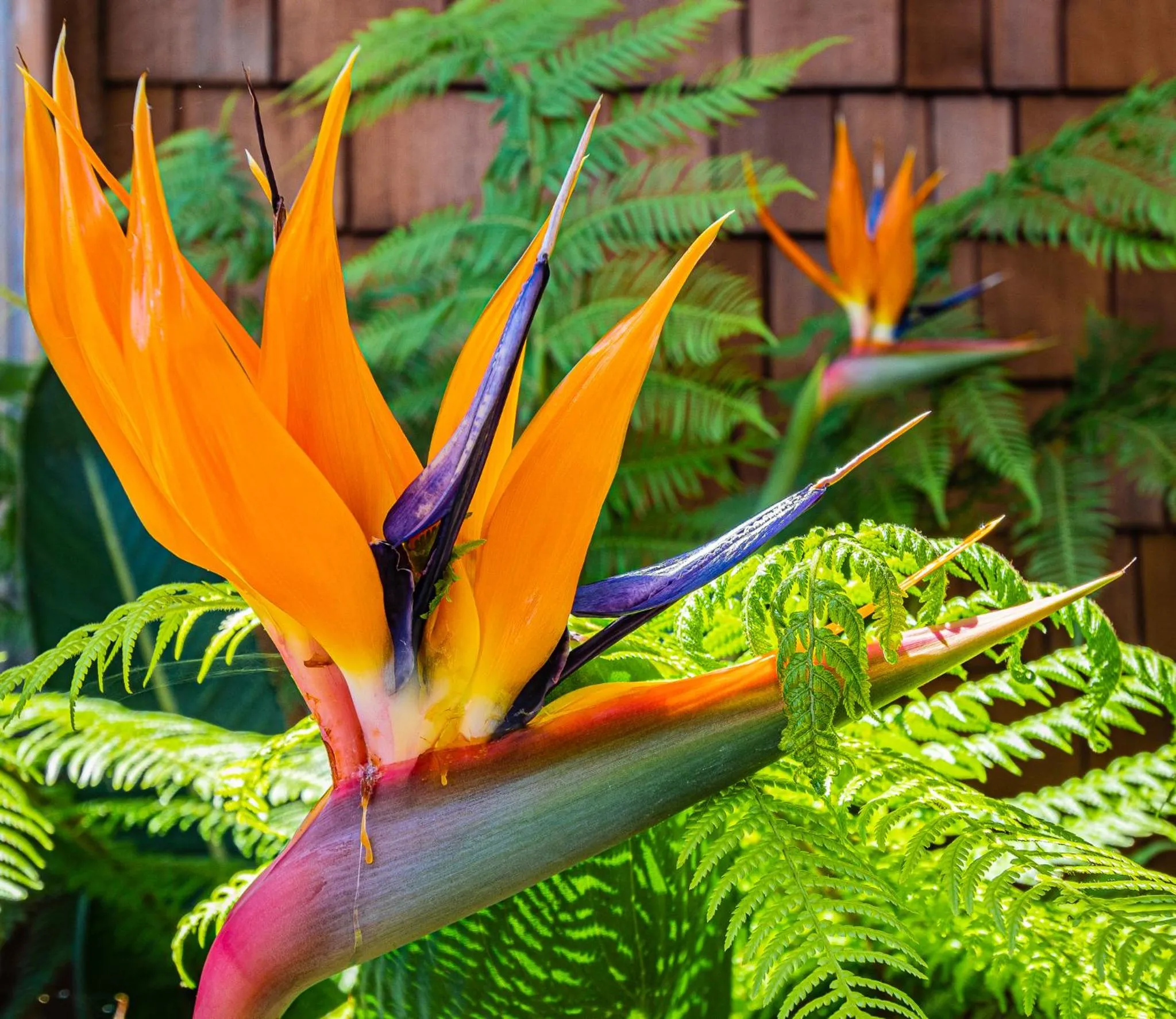 Garden in Embarcadero Resort