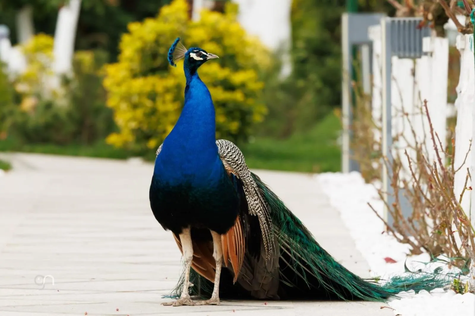 Animals in Lebada Luxury Resort & Spa