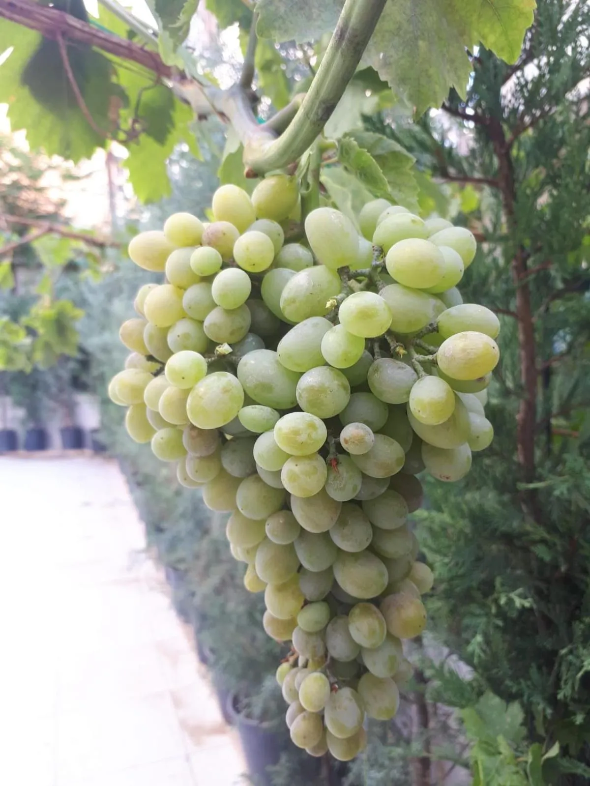 Breakfast in Süvari Hotel