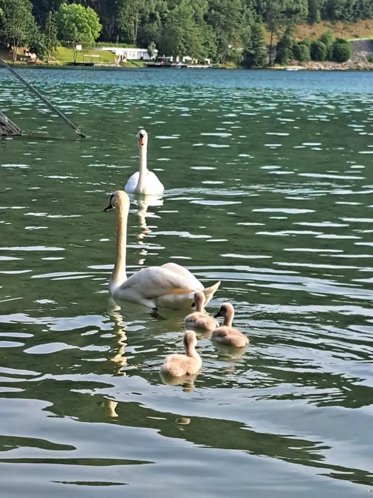 Animals in Parkhotel Zuzek