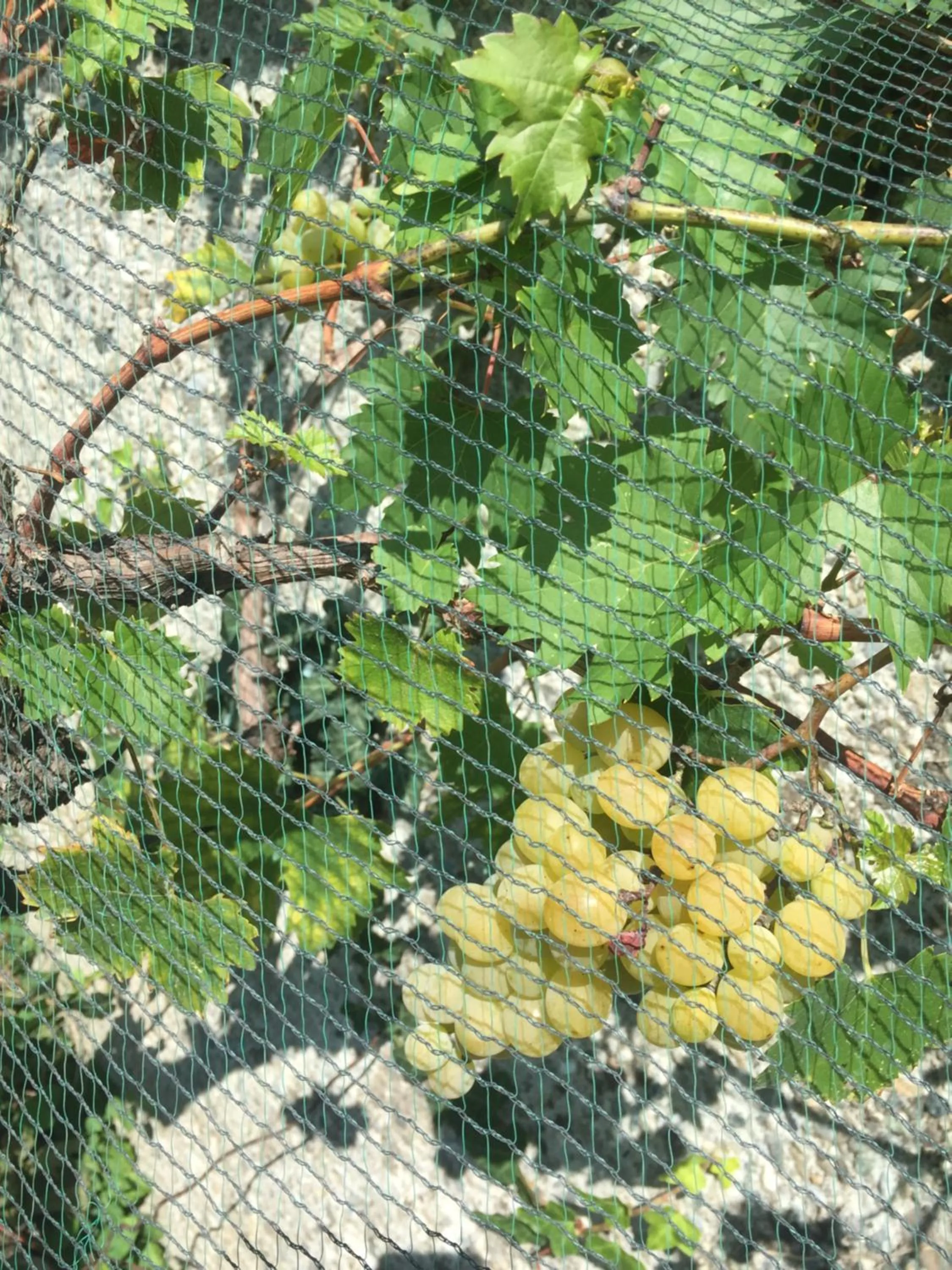 Garden in Oca Carolina