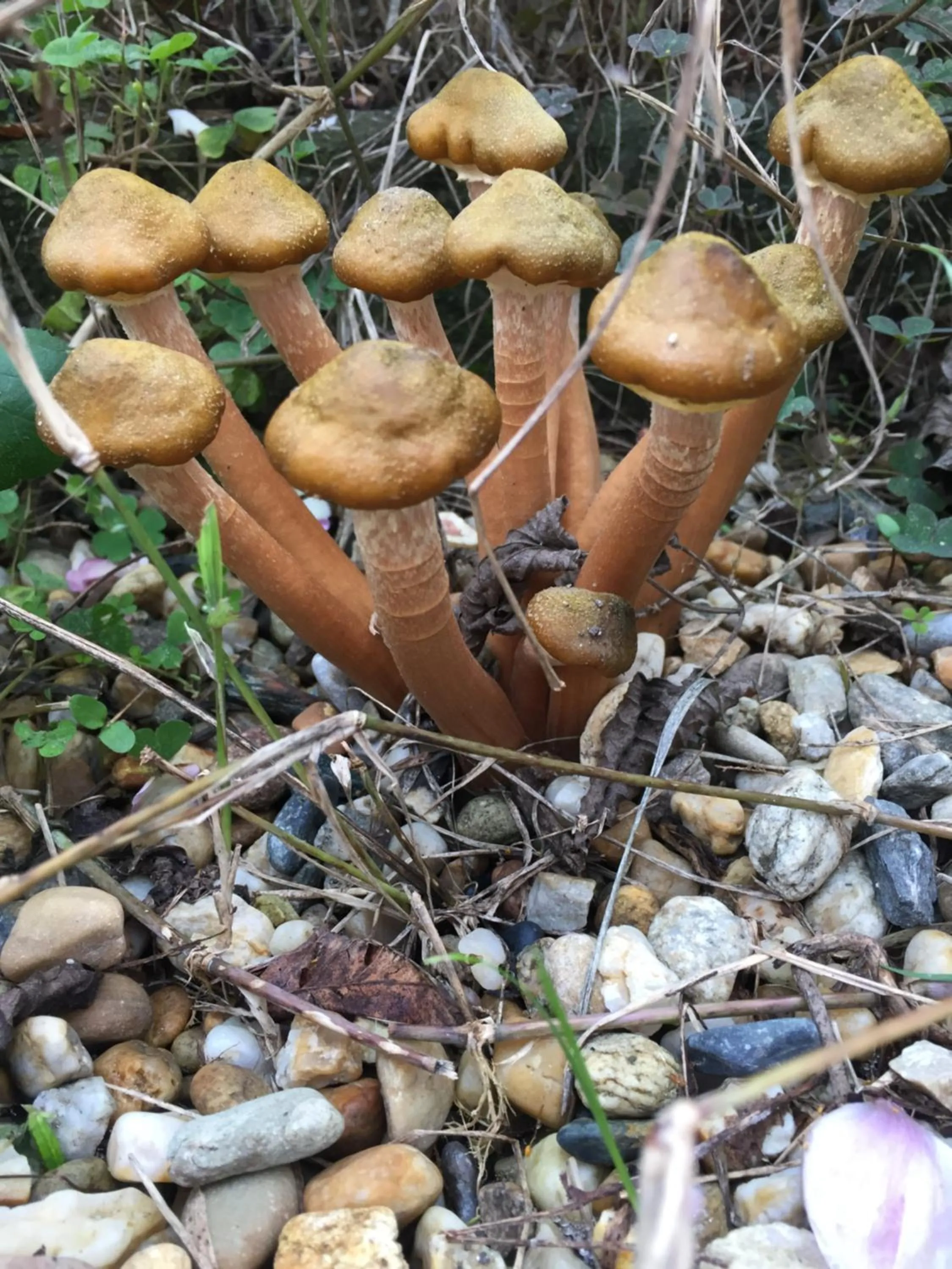 Floor plan in Oca Carolina