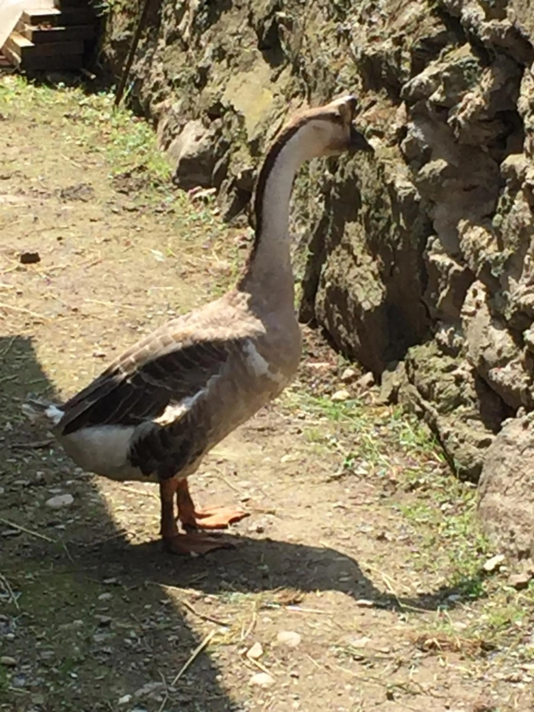 Animals in Oca Carolina