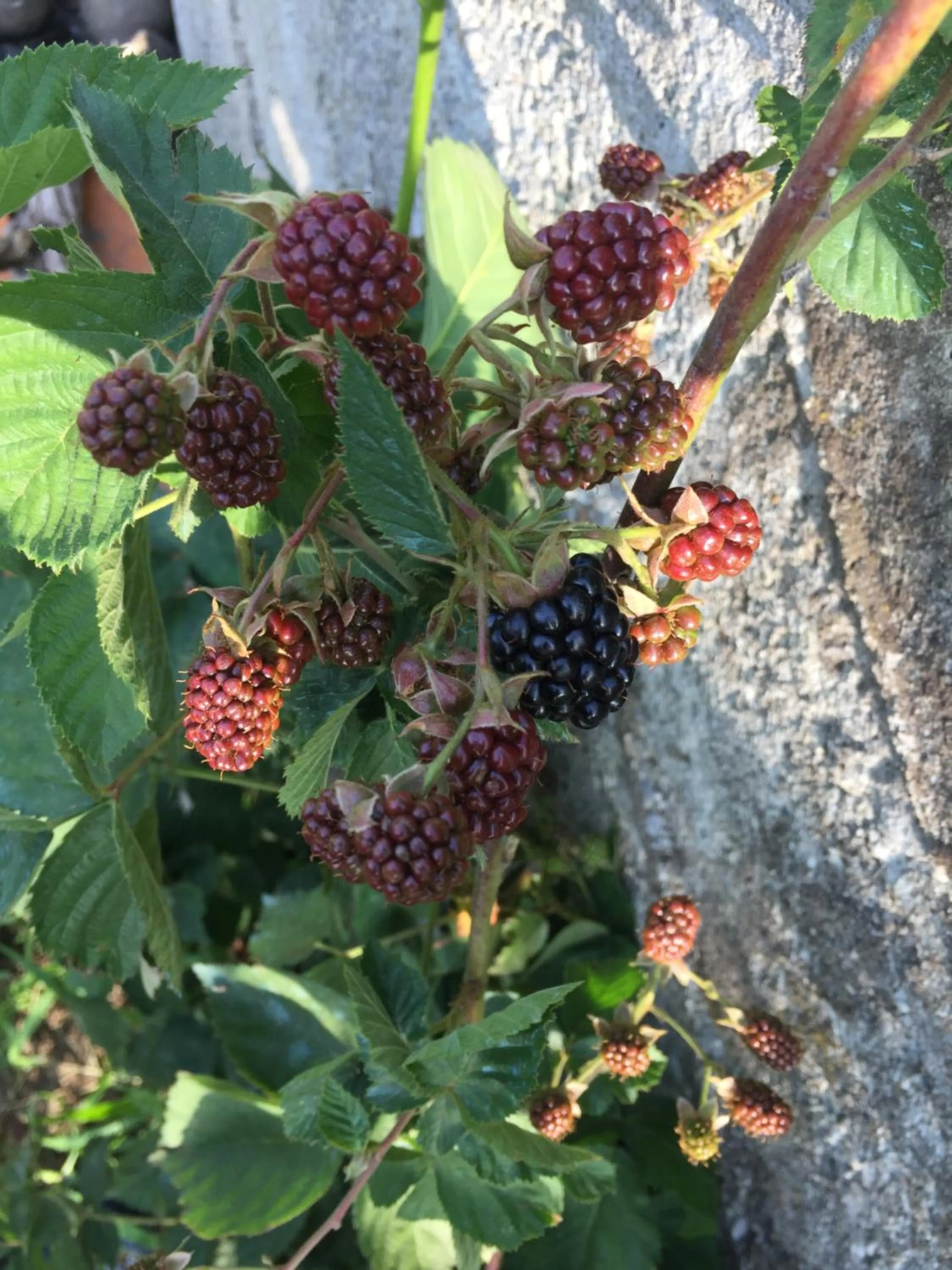 Garden in Oca Carolina