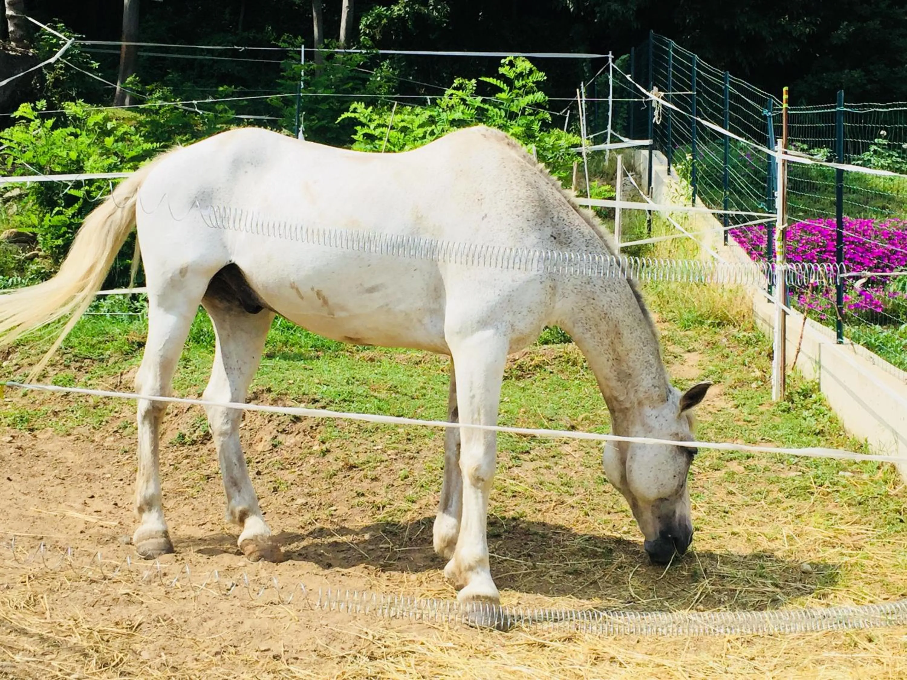 Animals in Oca Carolina