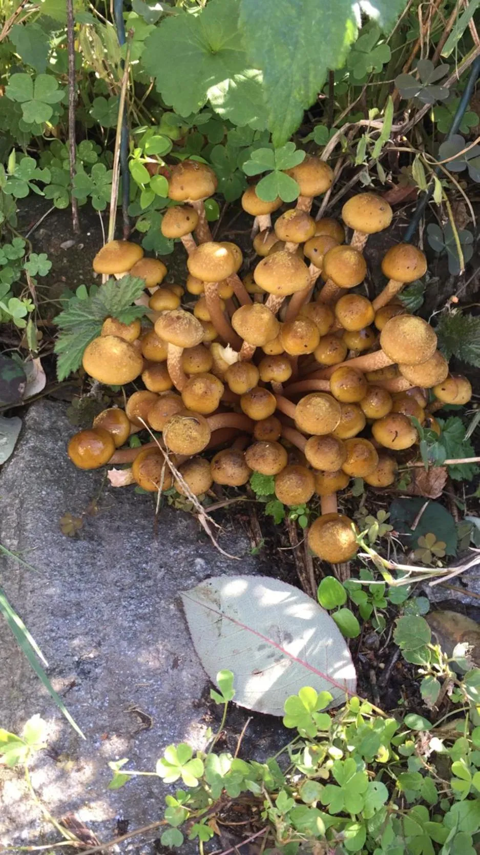 Garden in Oca Carolina