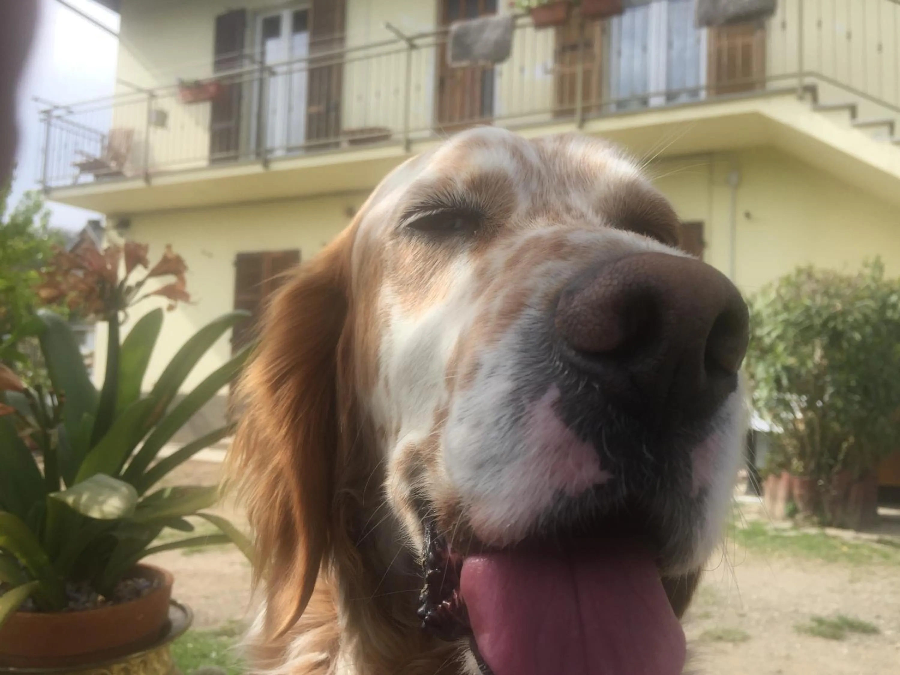 Animals in Oca Carolina