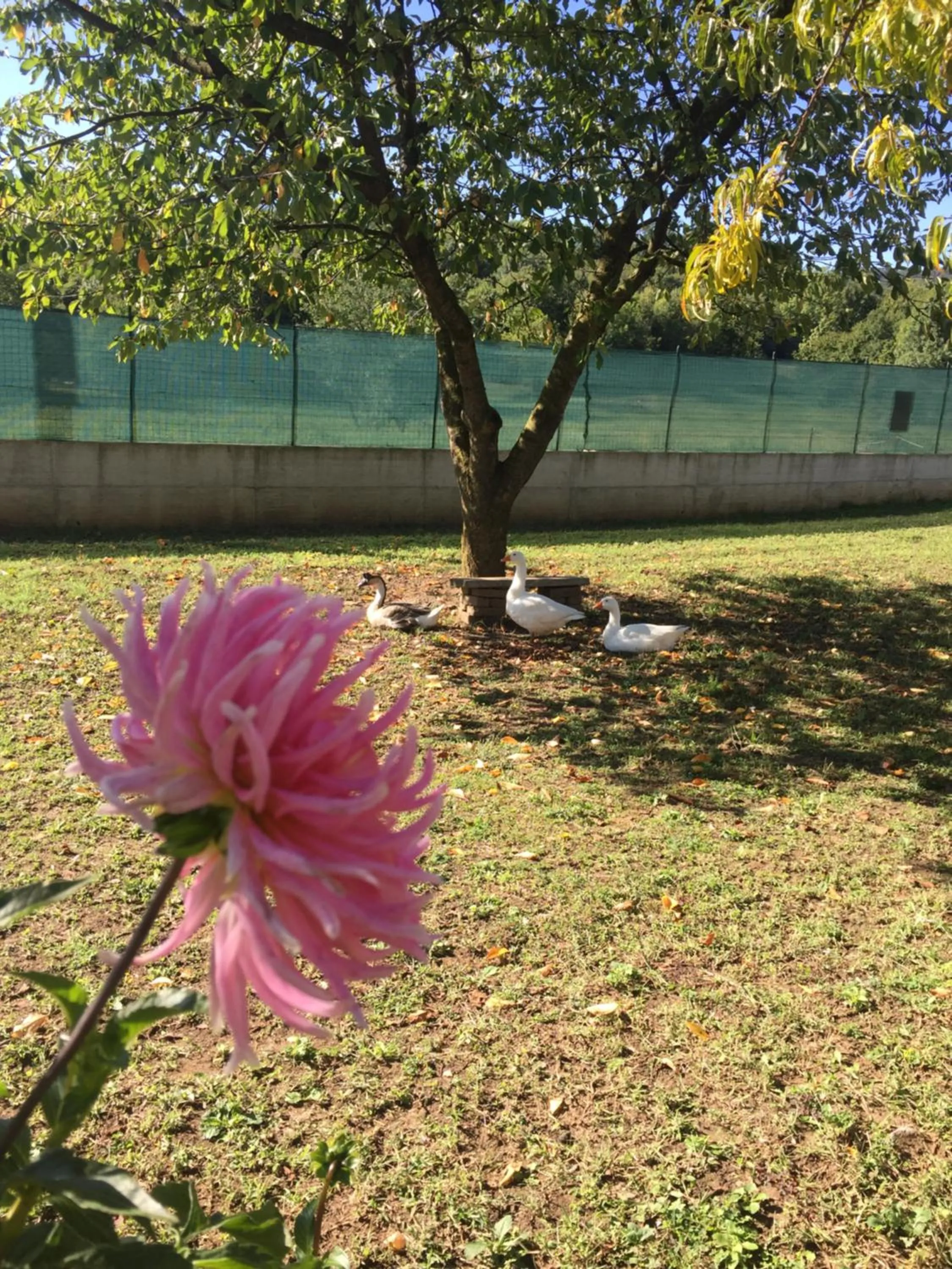 Garden in Oca Carolina