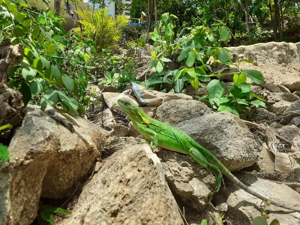 Natural landscape in La Aldea Zipolite