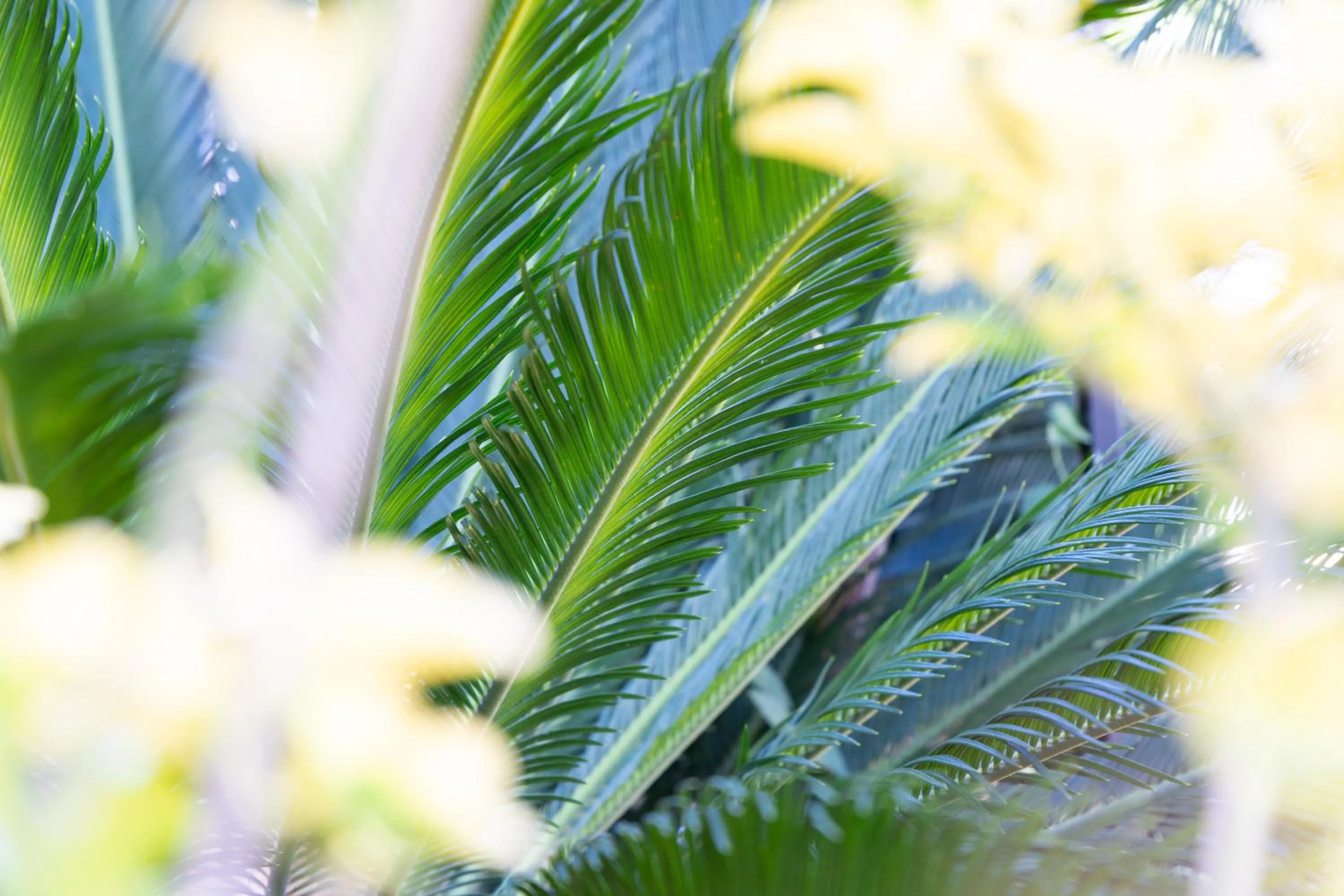 Garden in Mercure Nice Centre Notre Dame