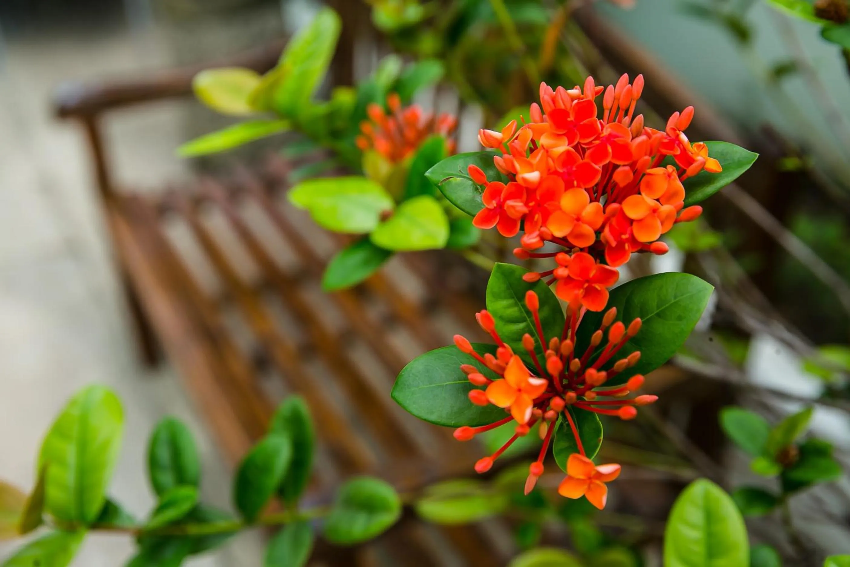 Balcony/Terrace in Numero Uno Beach Apartments
