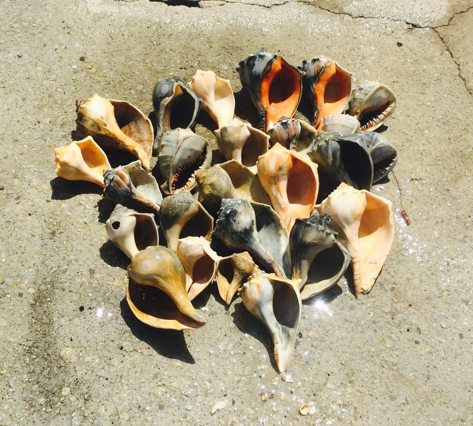 Beach in Inn on Turner