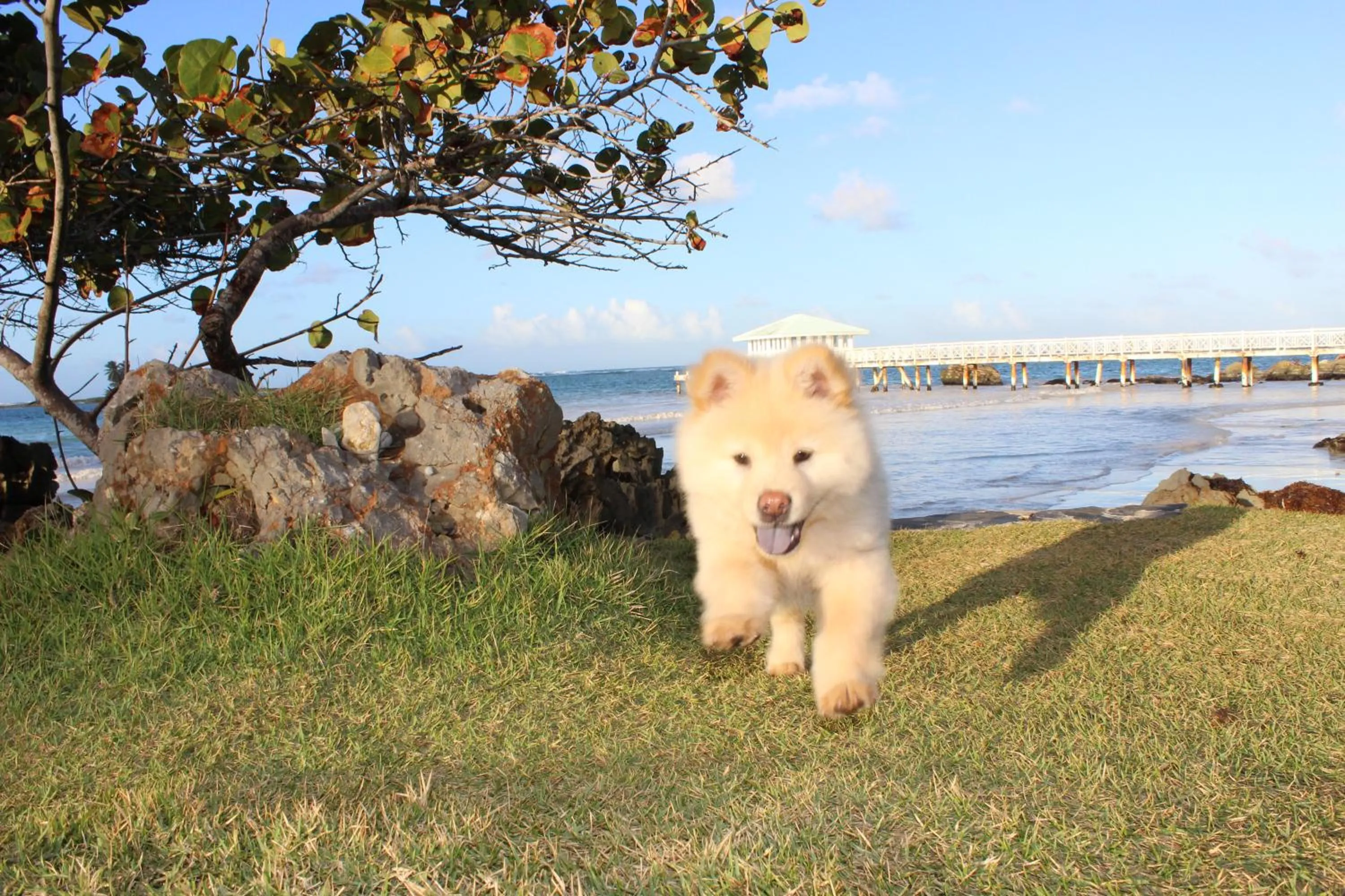 Pets in Hotel Villa Serena