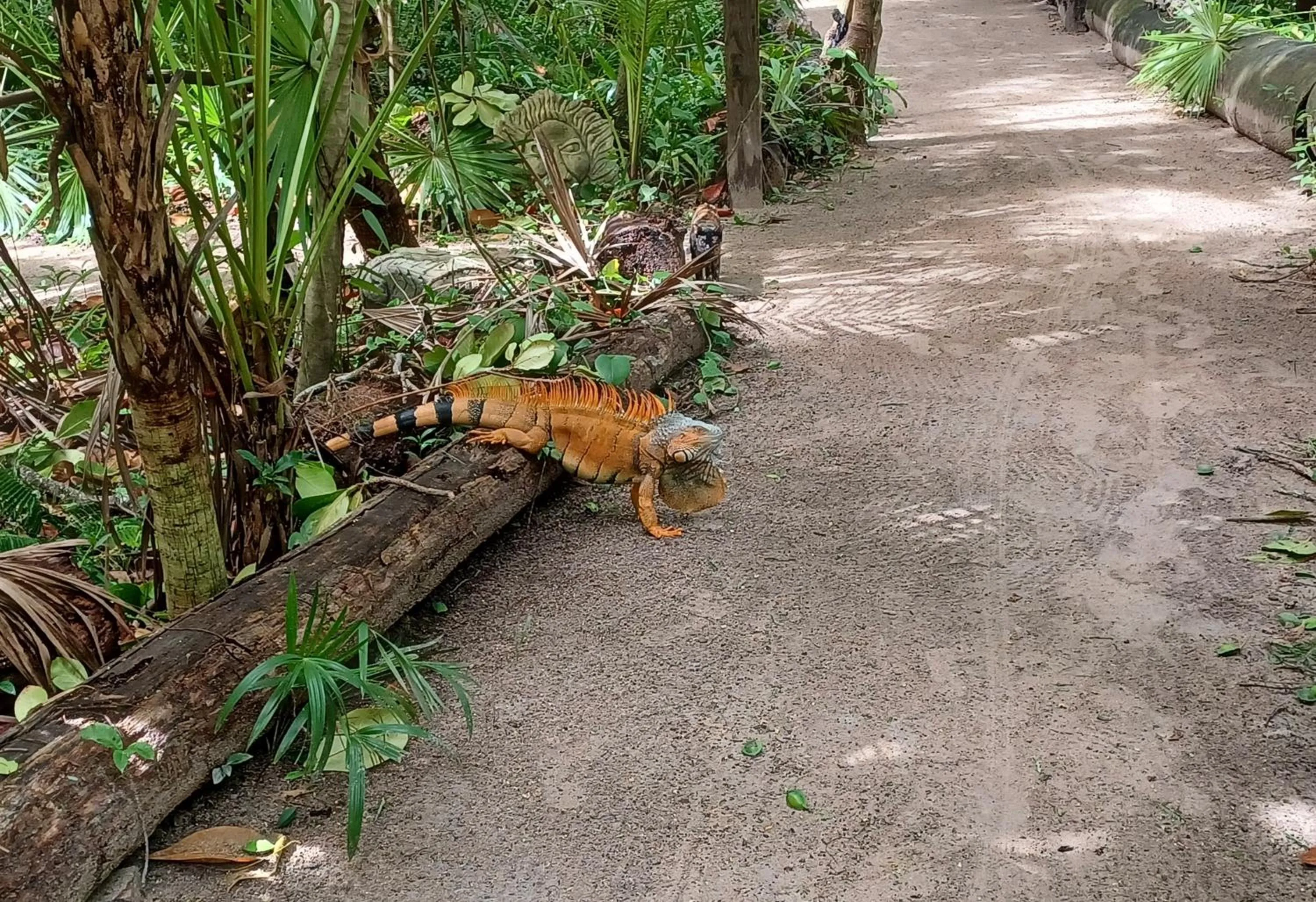 Garden in Xanadu Island Resort