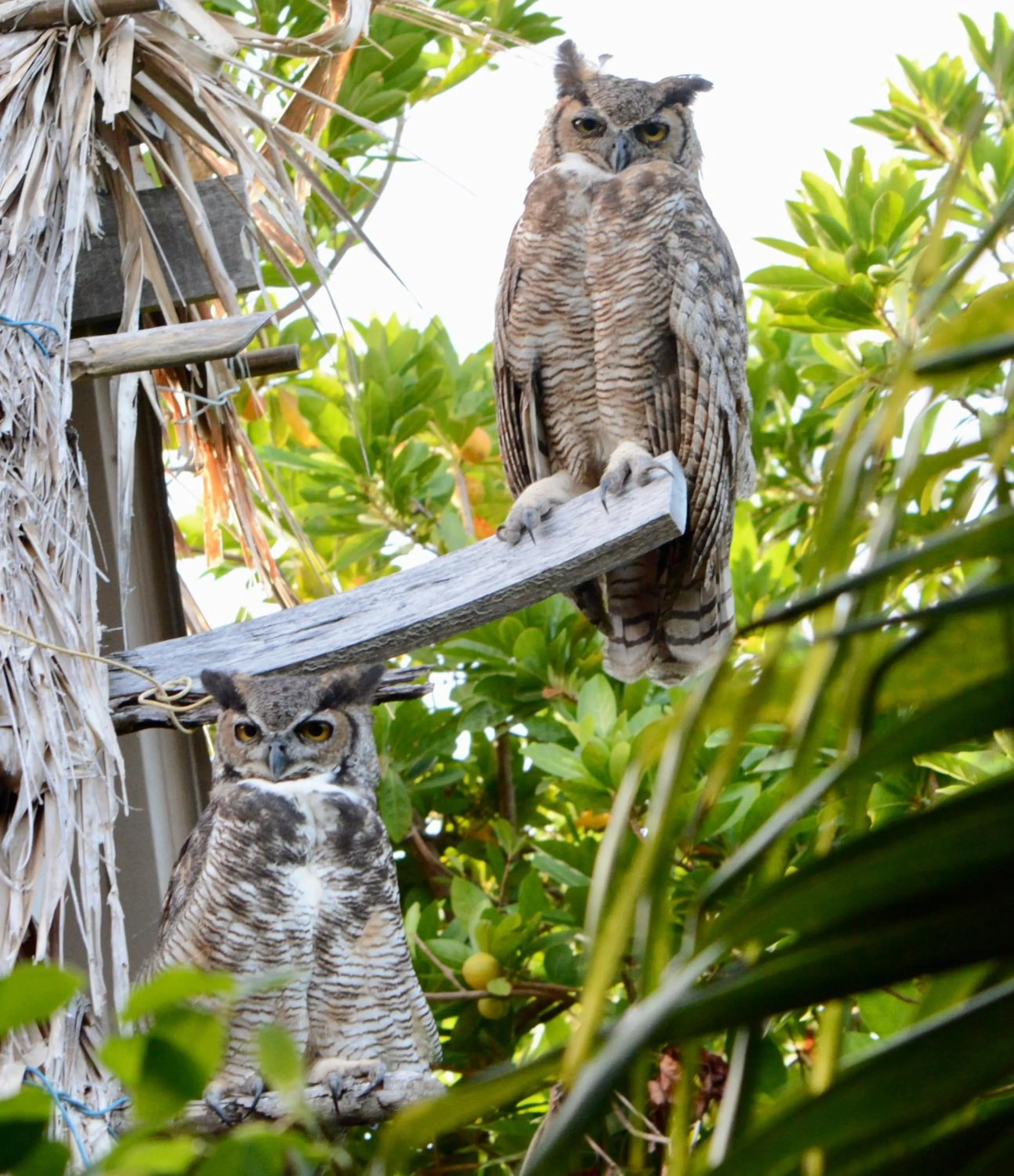 Animals in Xanadu Island Resort