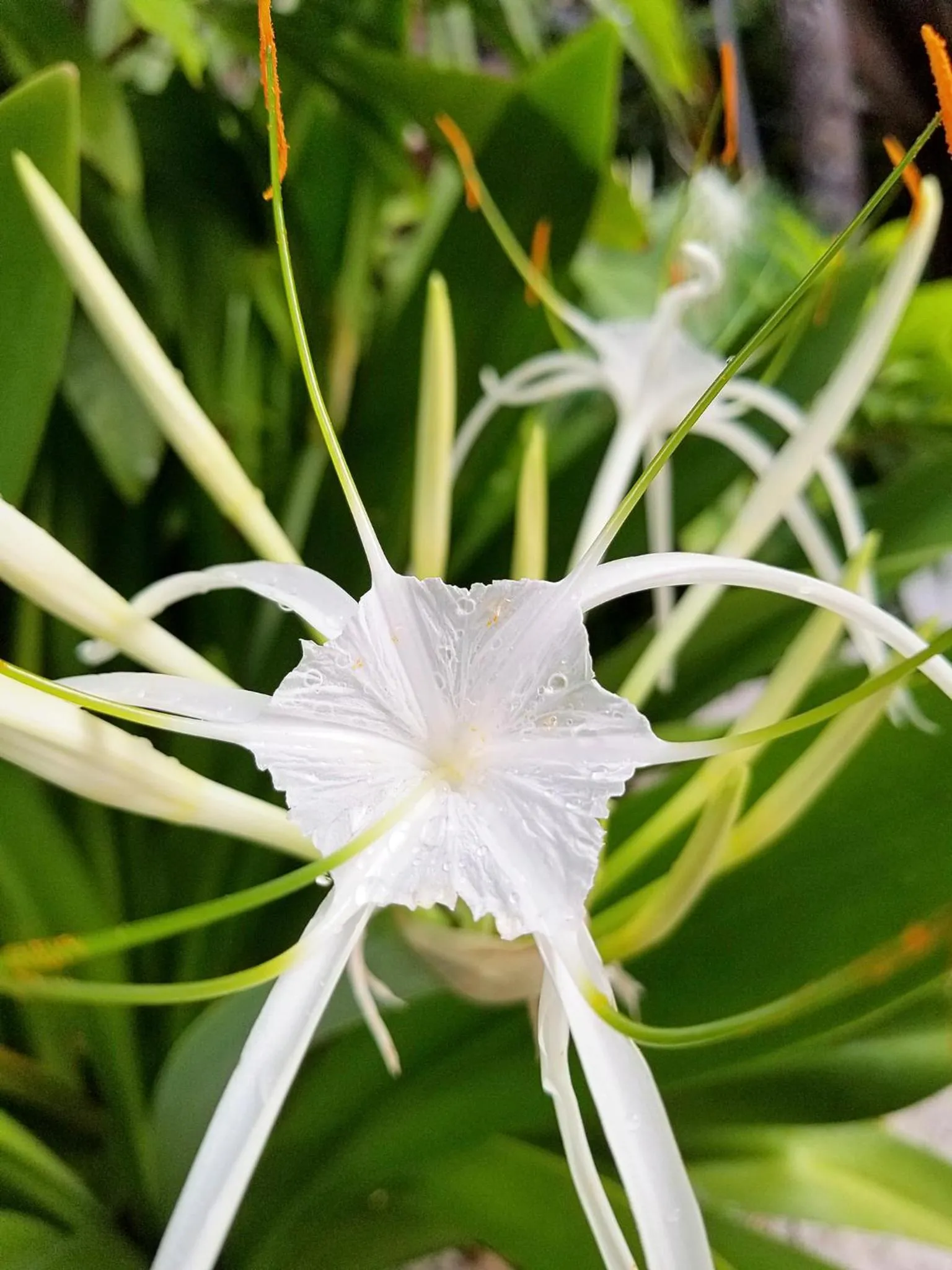 Garden in Xanadu Island Resort