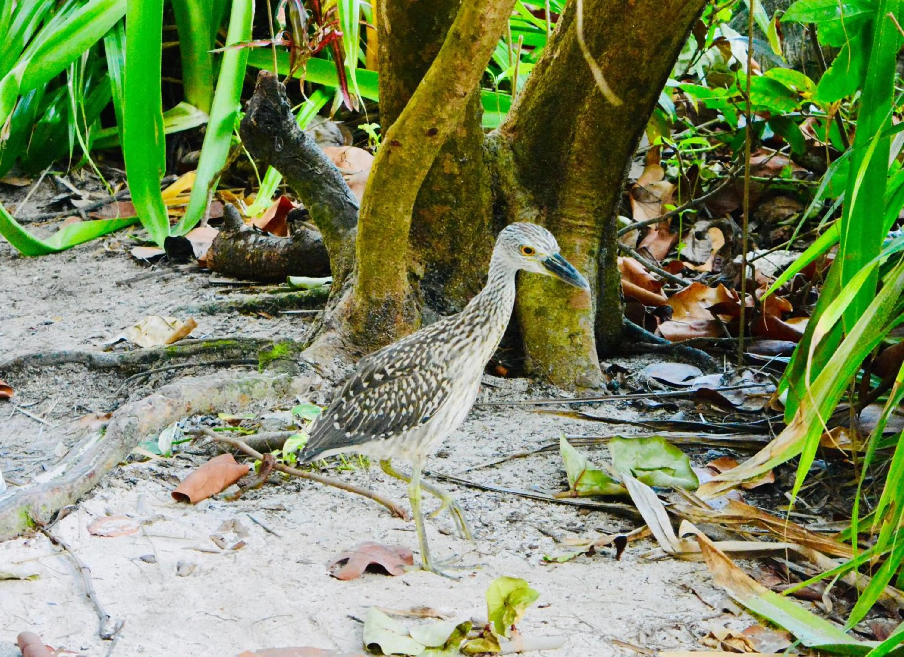 Animals in Xanadu Island Resort