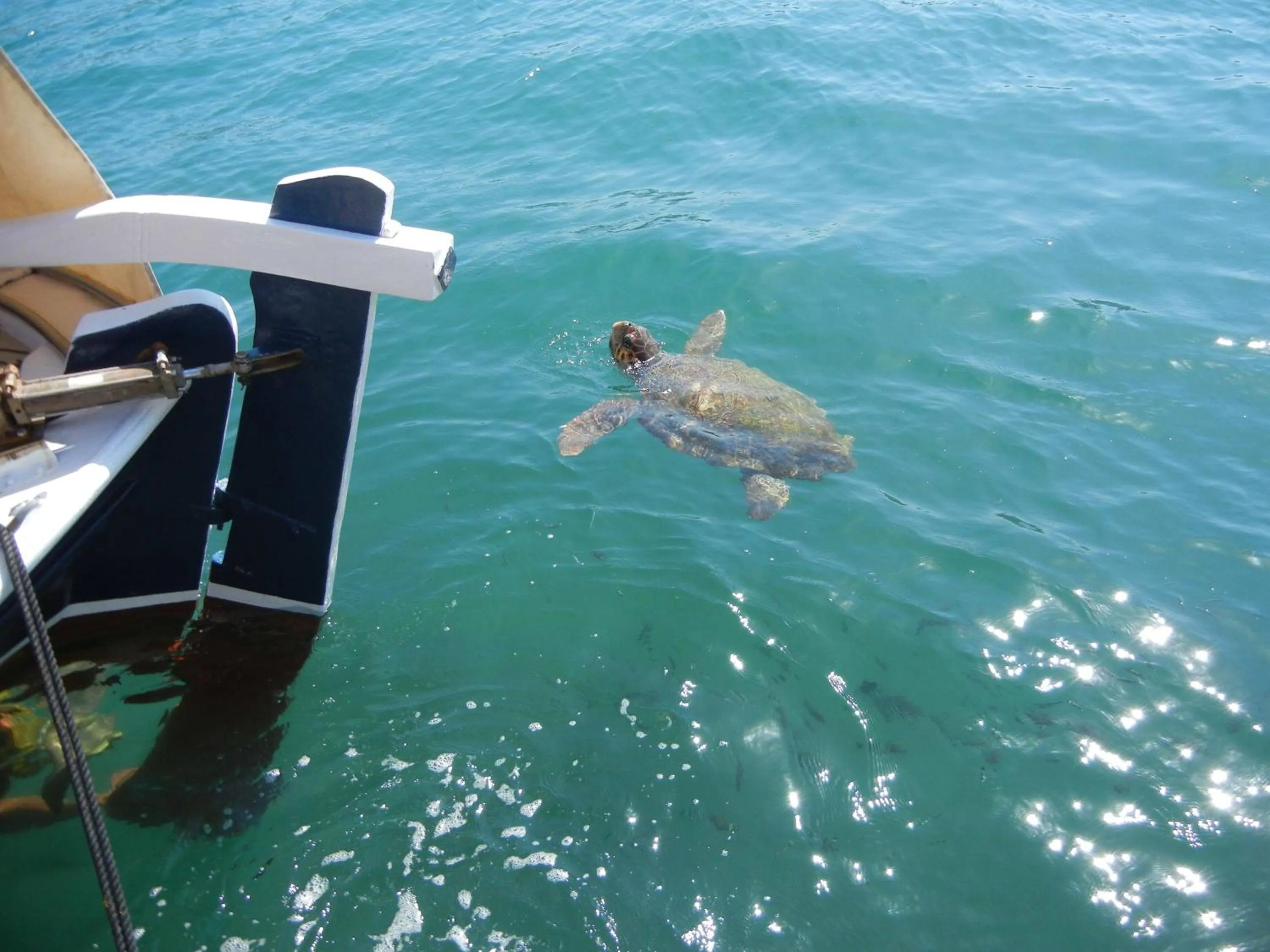 Animals in Residence Poseidon