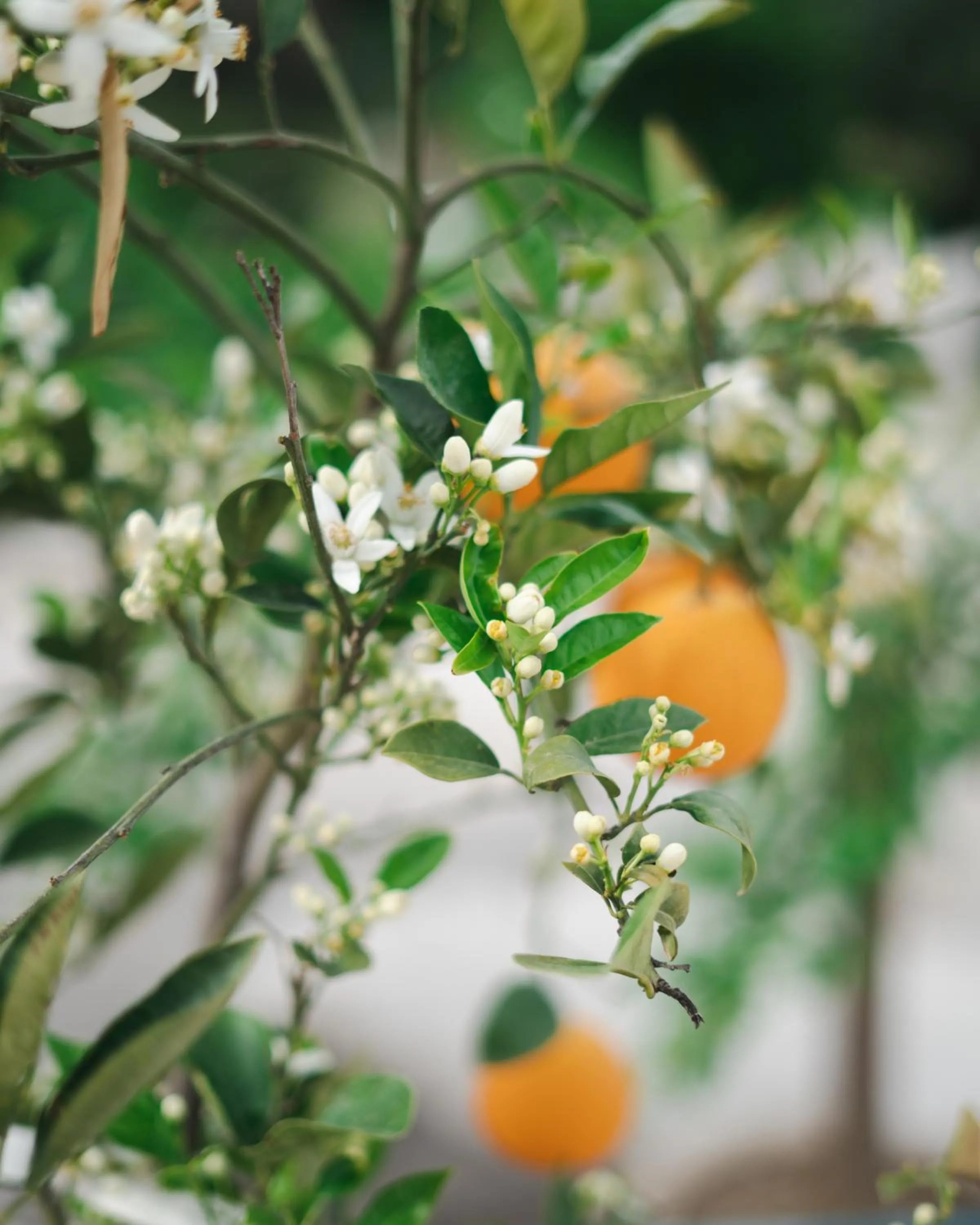 Garden in Residence Poseidon