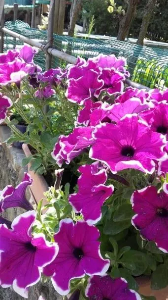 Garden in Il Podere della piazza