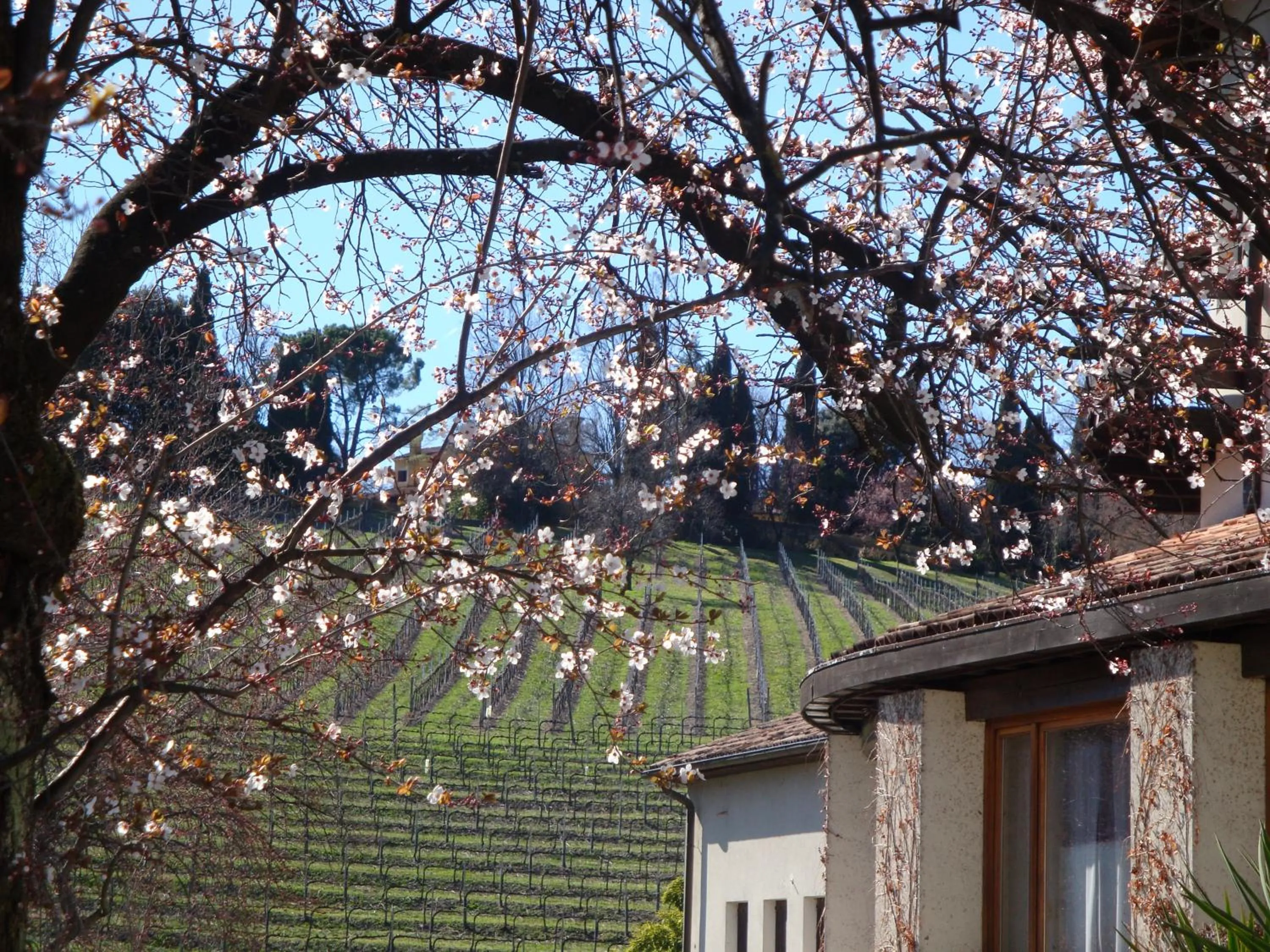 Garden view in Sporting Hotel Ragno D'oro