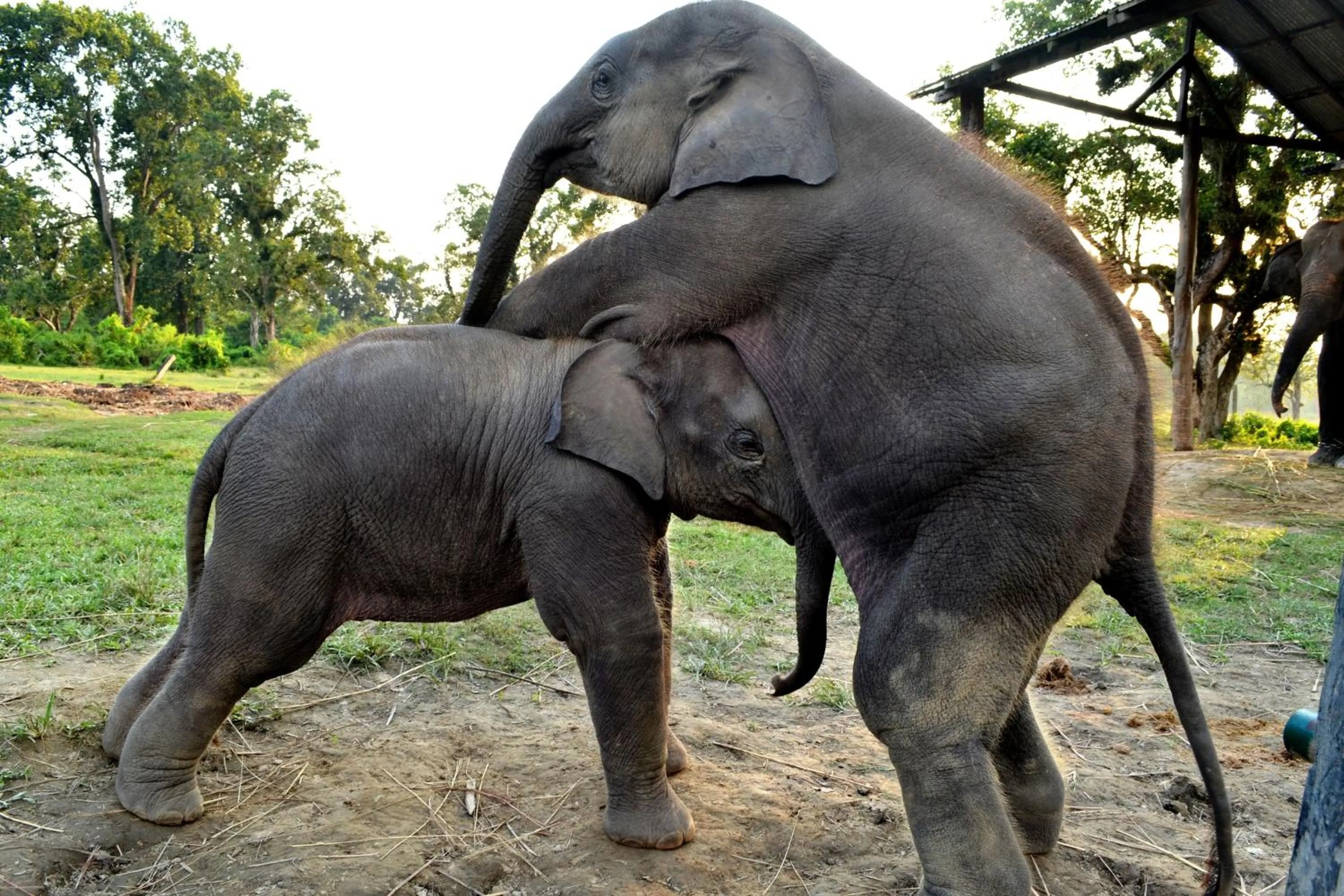 Animals in Chitwan Village Resort