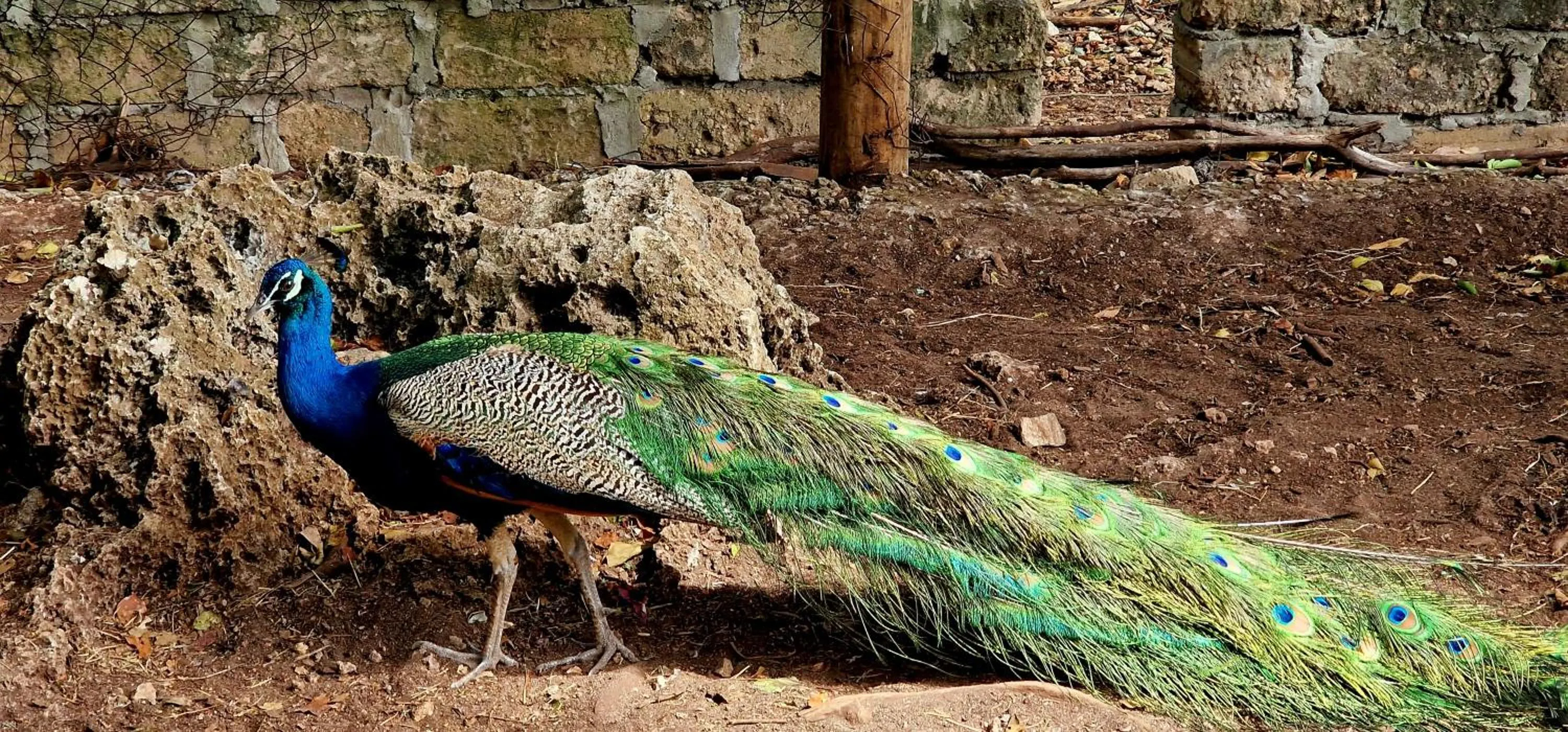 ARYA Boutique Resort