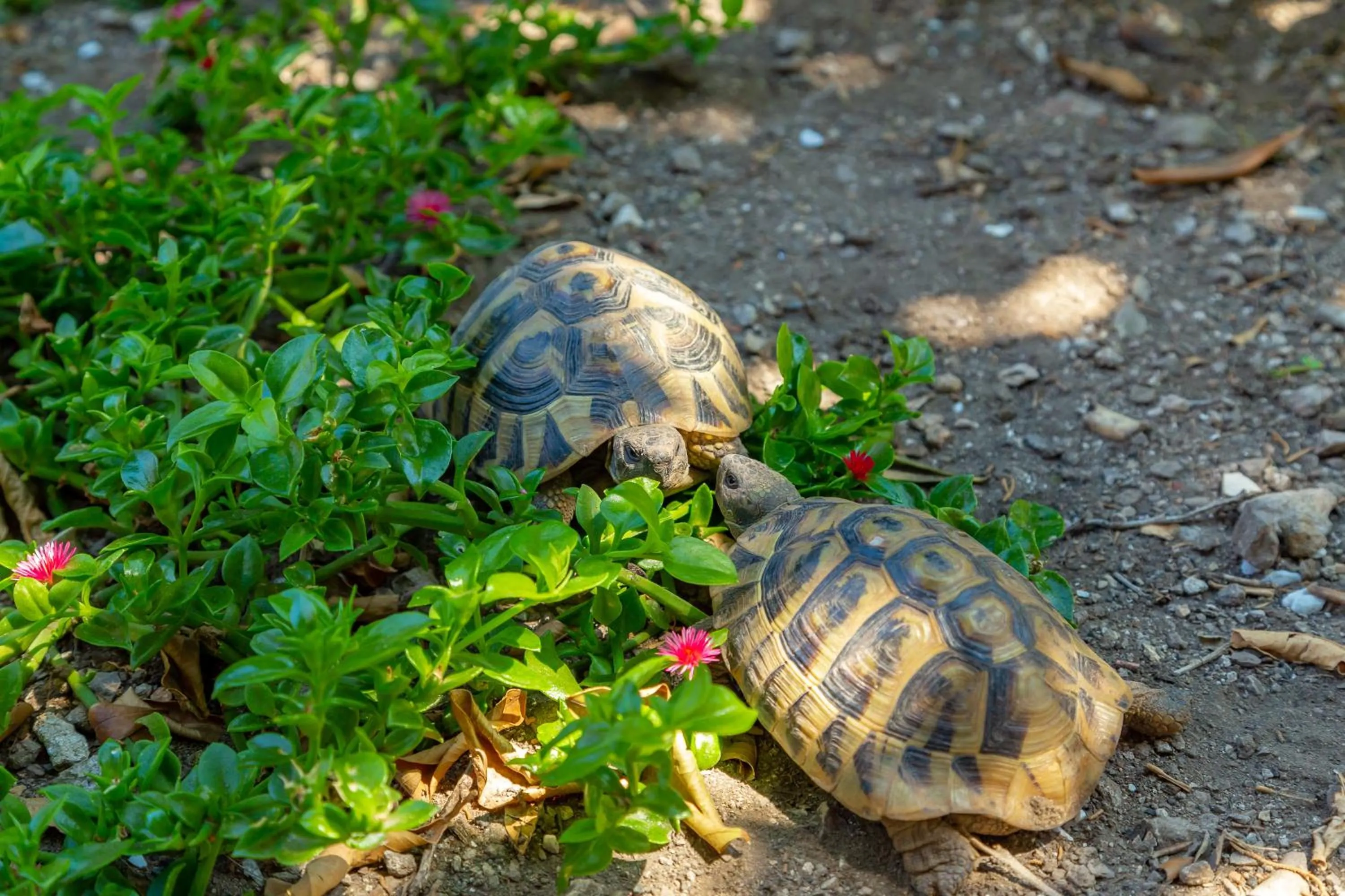 Garden in Old Town House with Floor Heating & Lush Private Garden