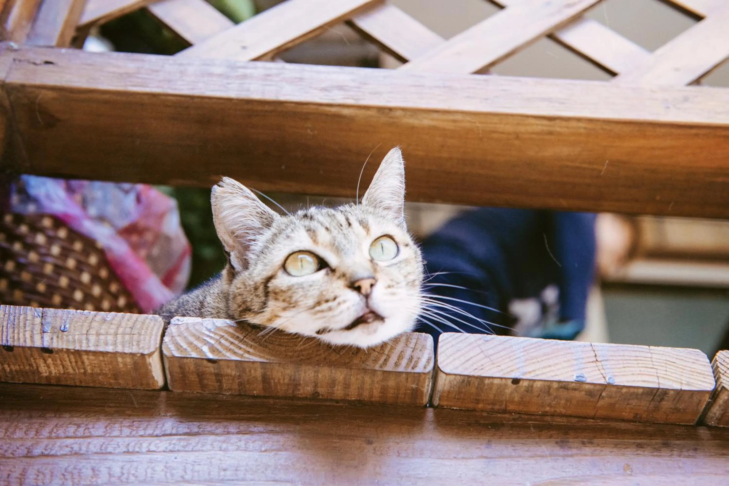 Seville Countrified B&B