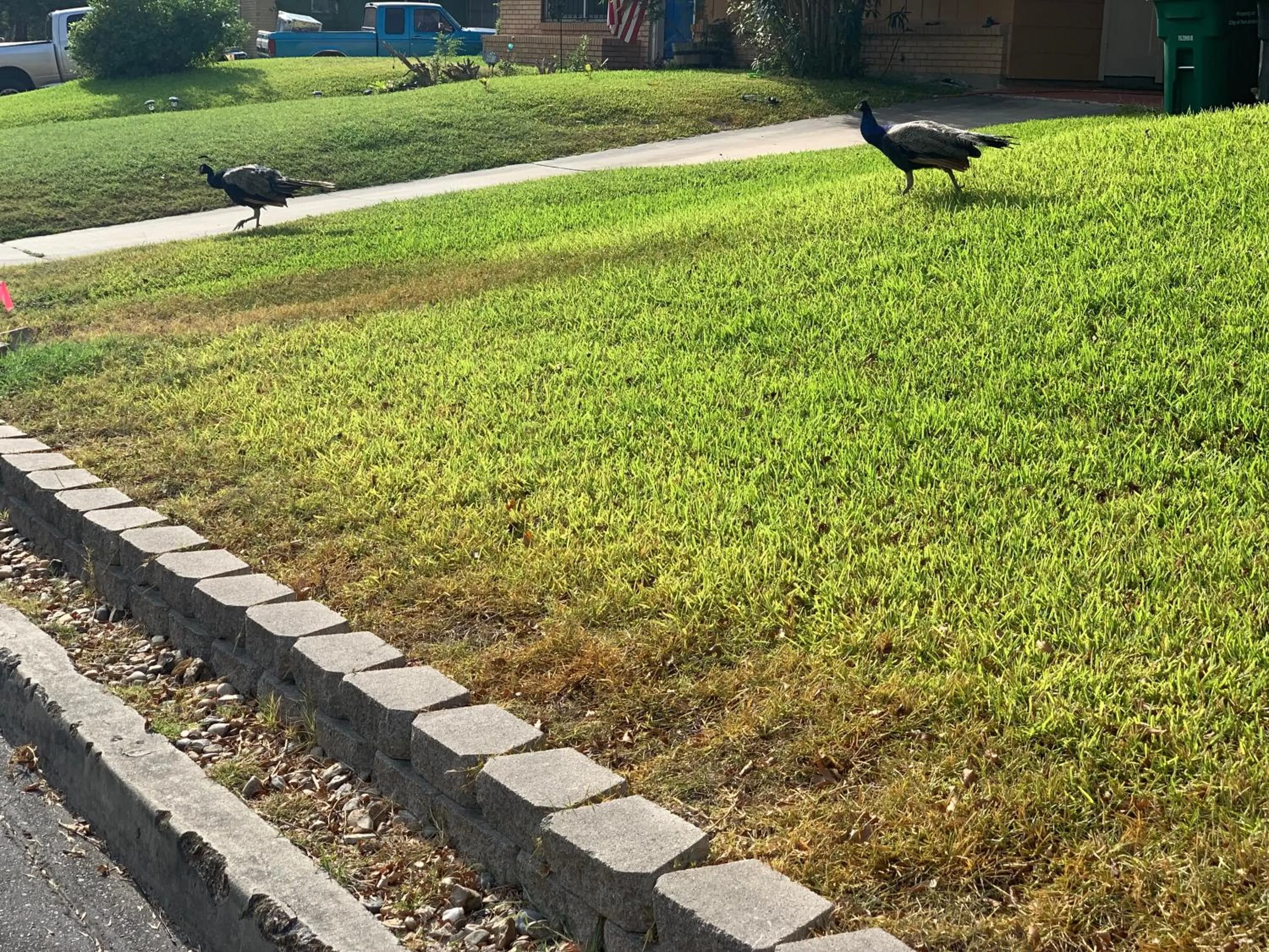 Garden in The Peahen House