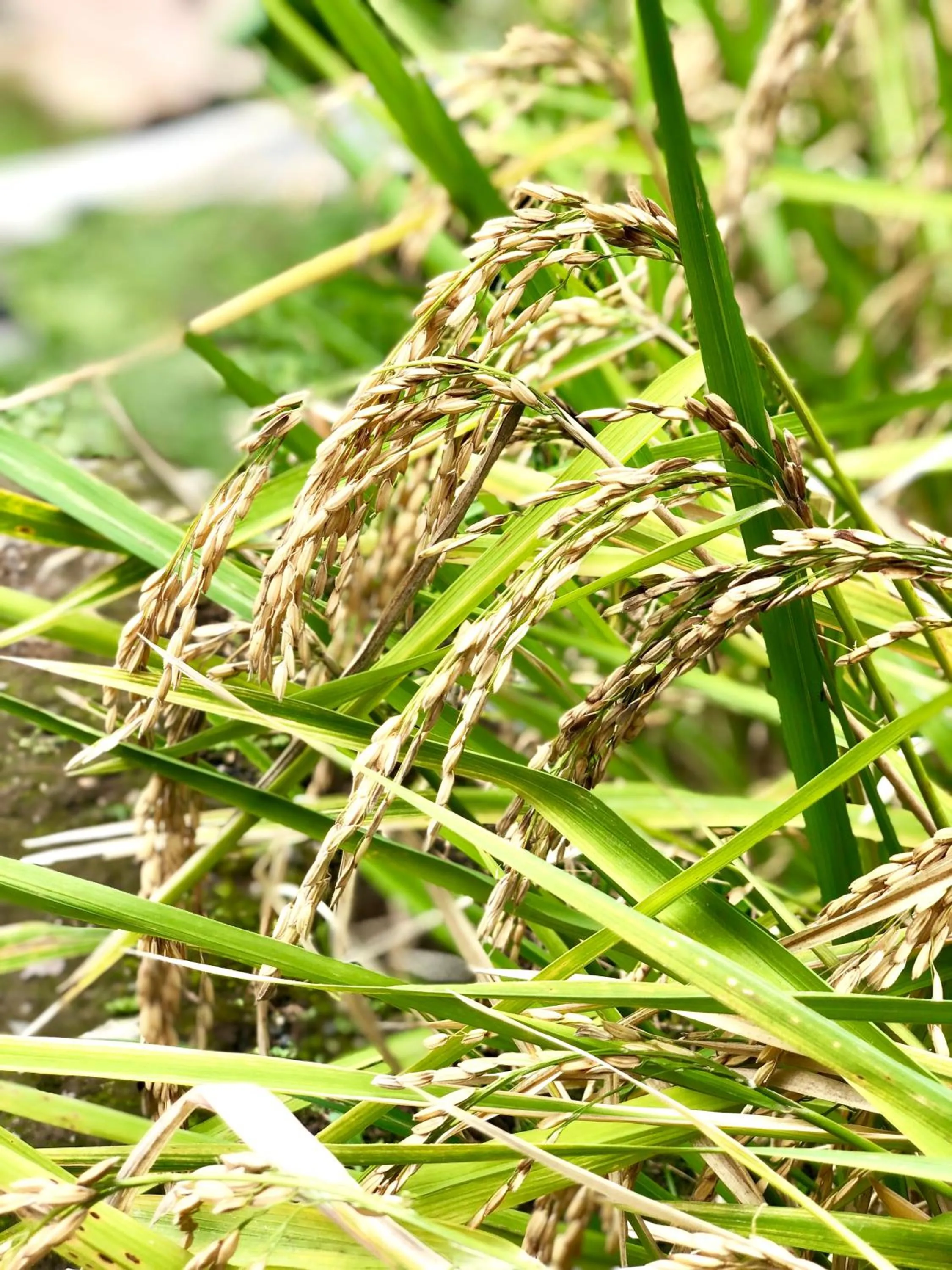 Garden in Puri Kasih Gottlieb