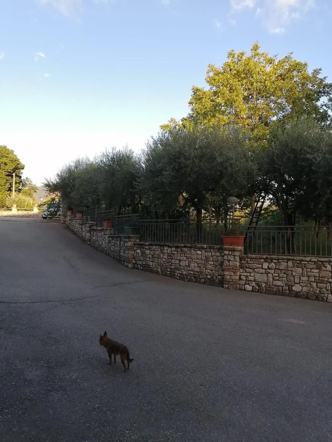 Animals in B&B Da Felice