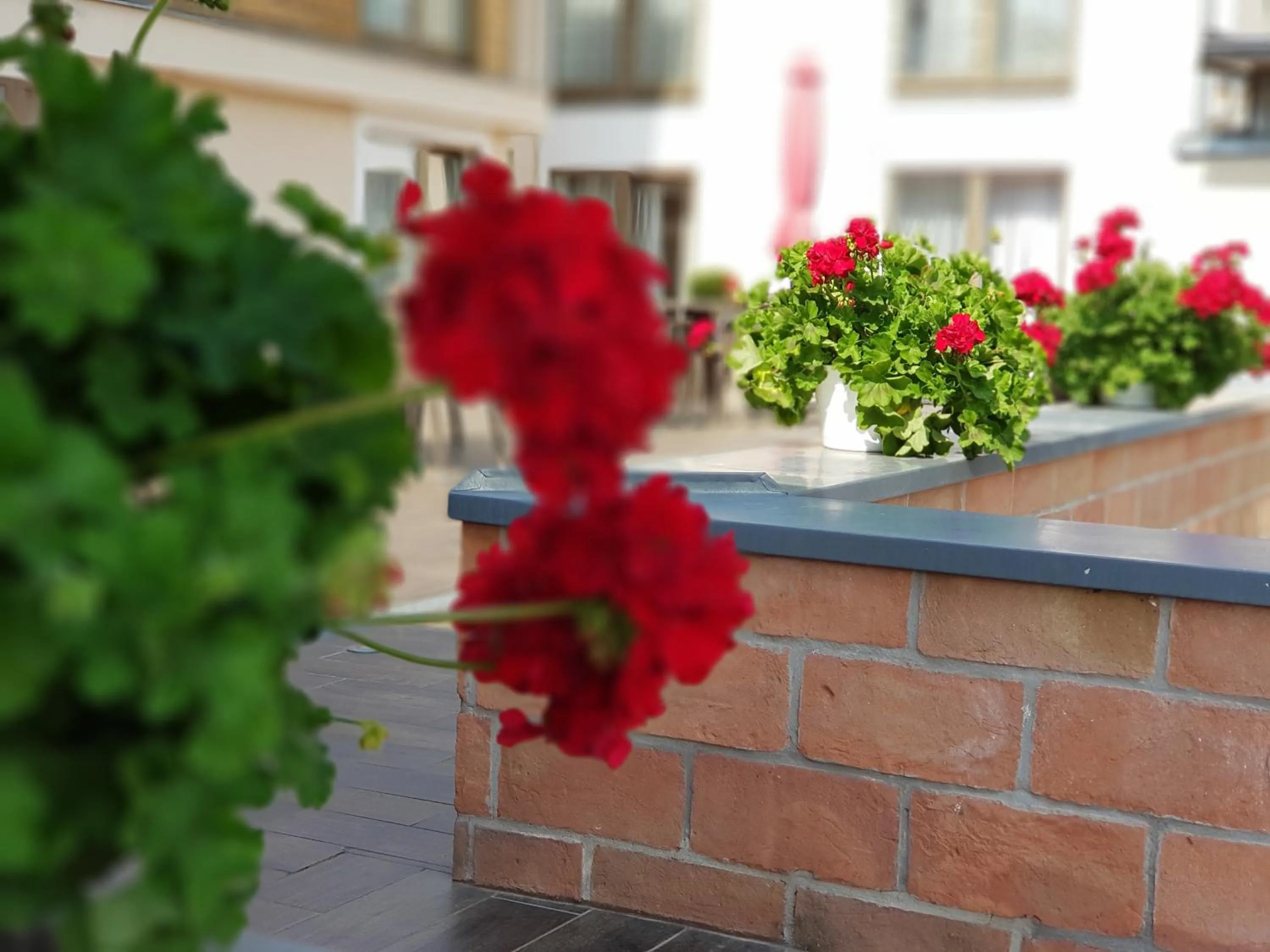 Balcony/Terrace in Bükkös Hotel & Spa