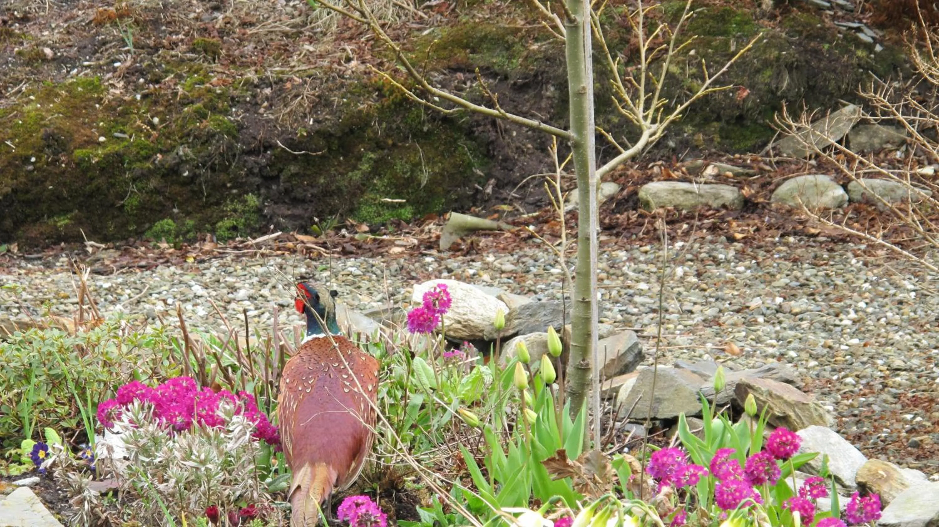 Animals in Five Oaks