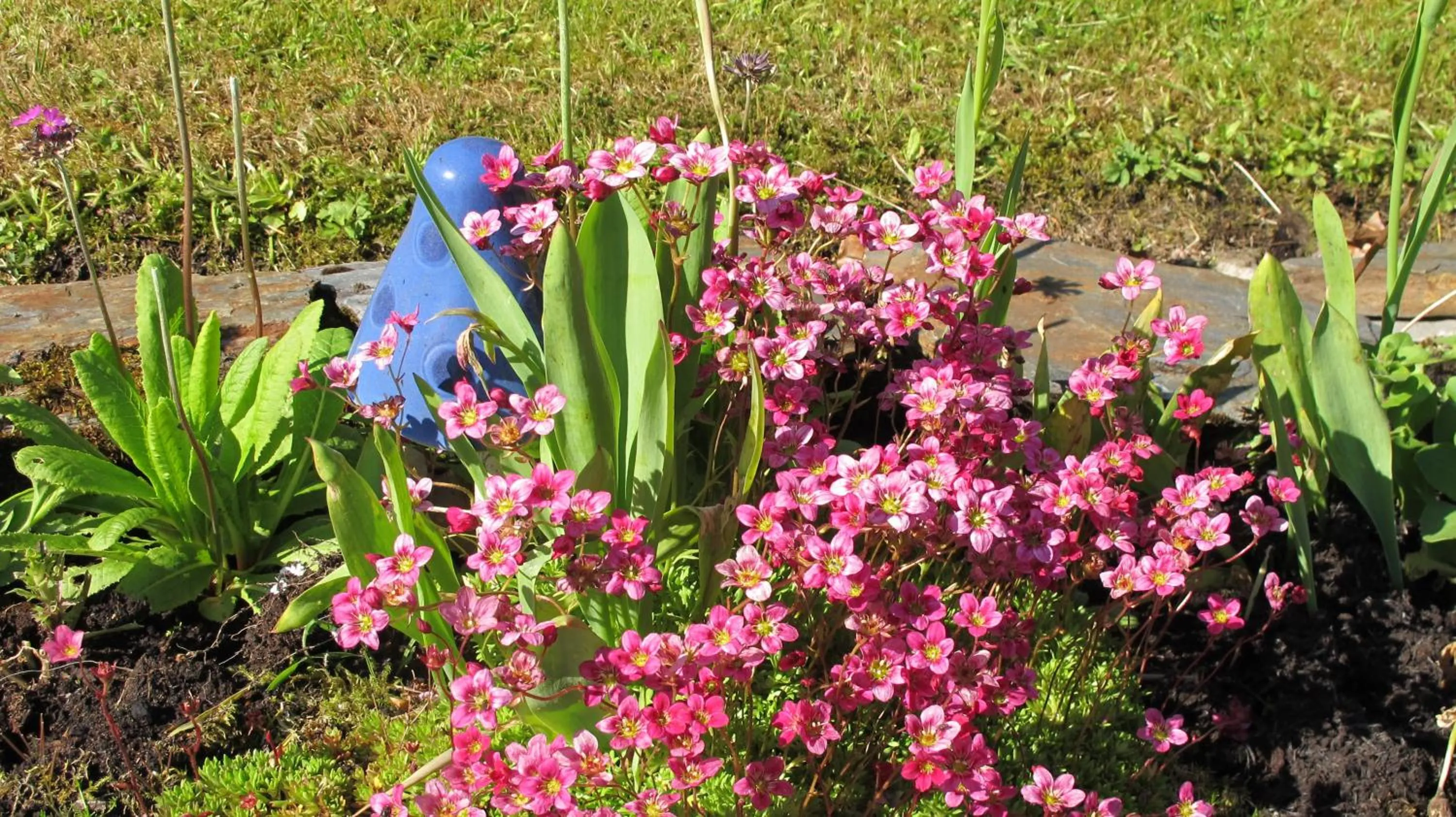 Natural landscape in Five Oaks