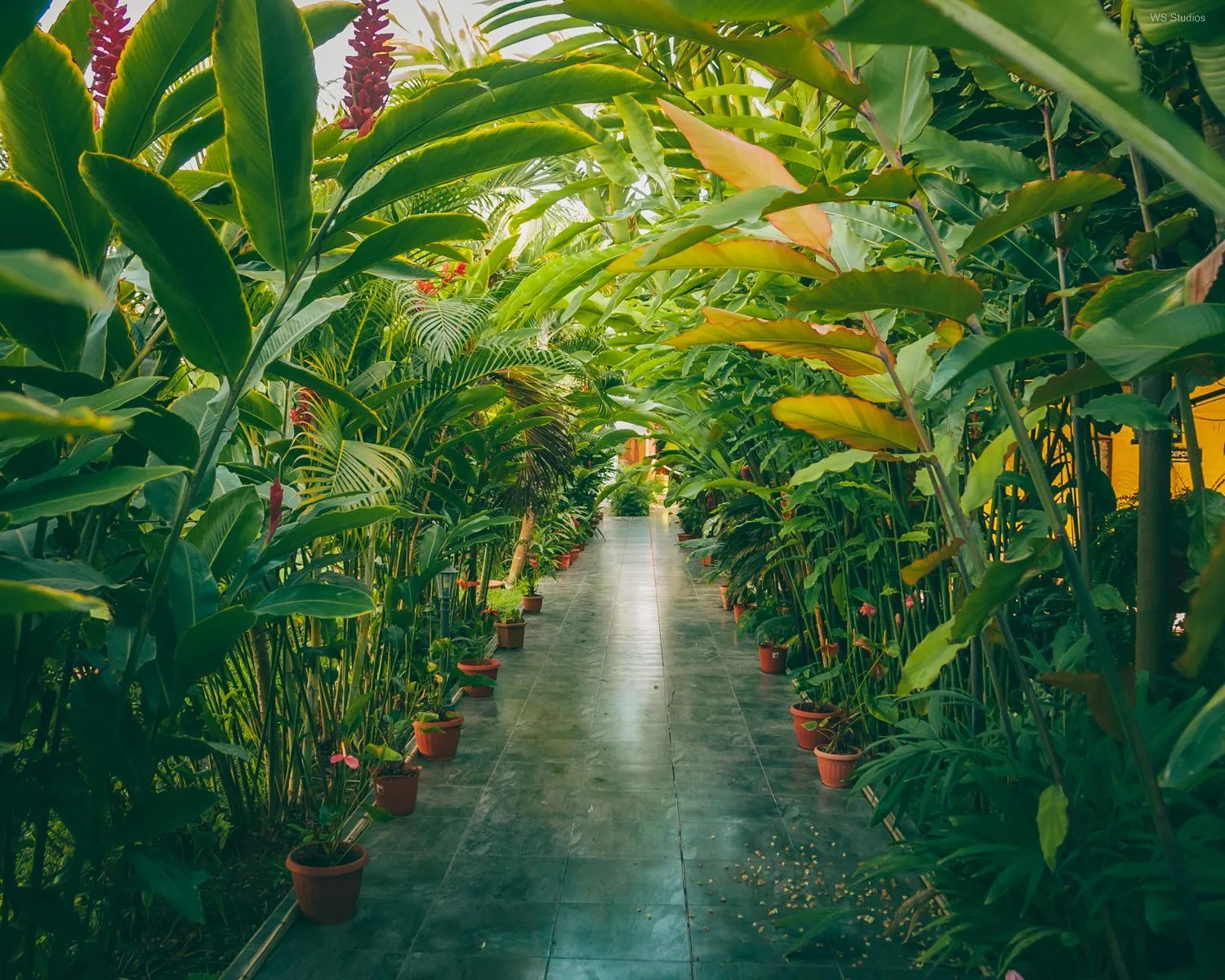 Garden in Hotel Puerto Gaviota