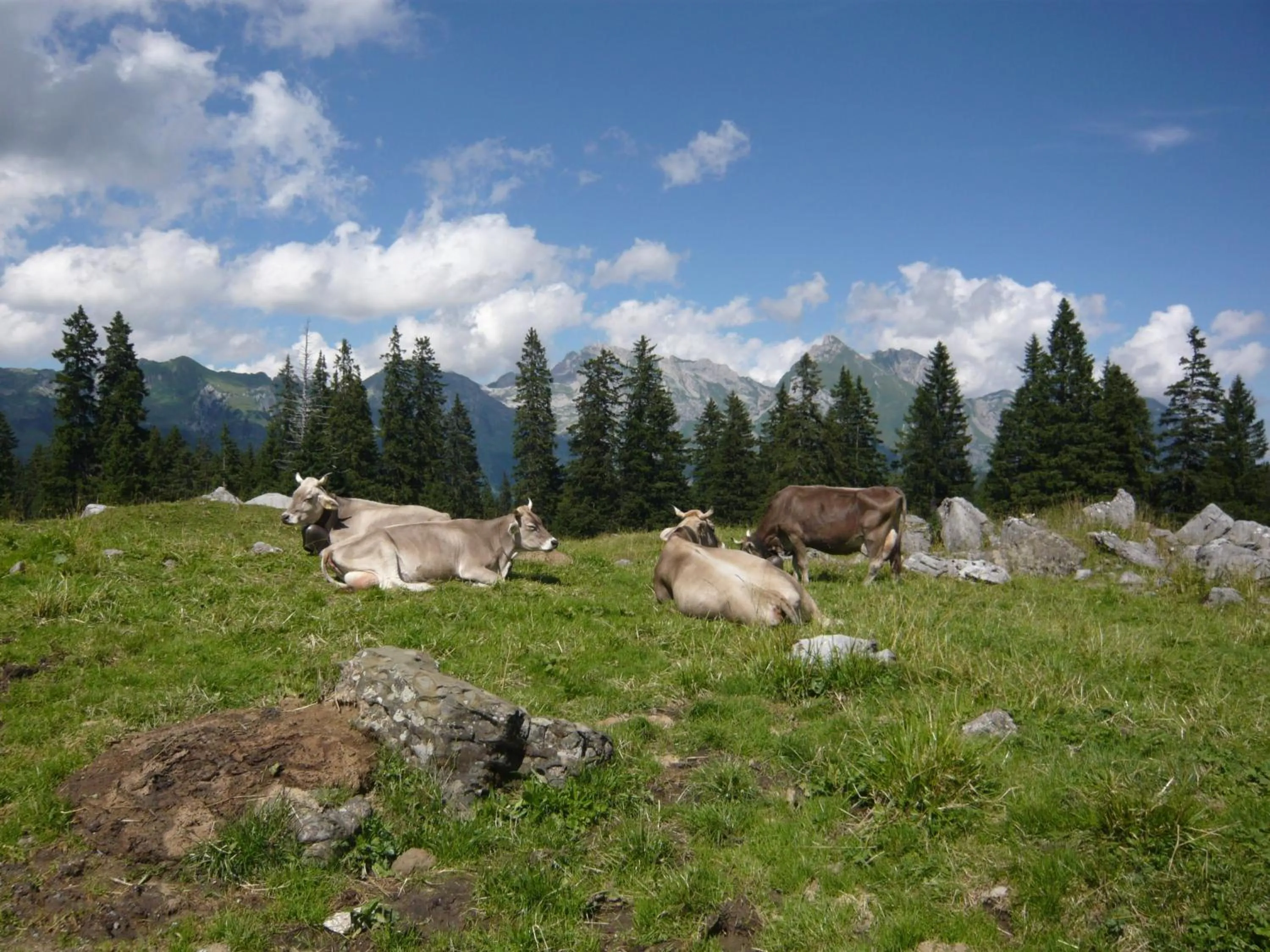 Animals in Zimmer & z'Morgä Schönenboden