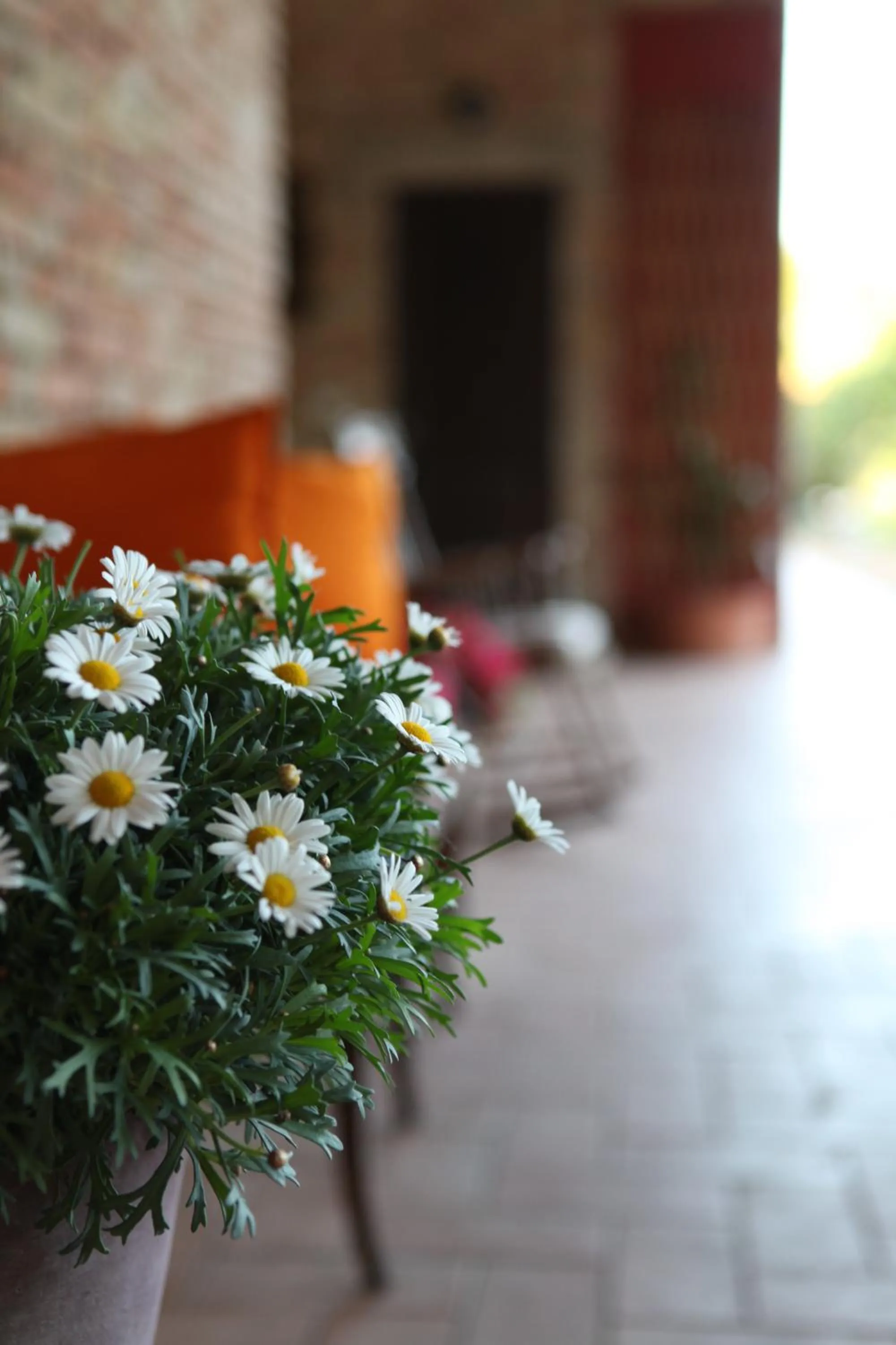 Patio in B&B Podere Merlo