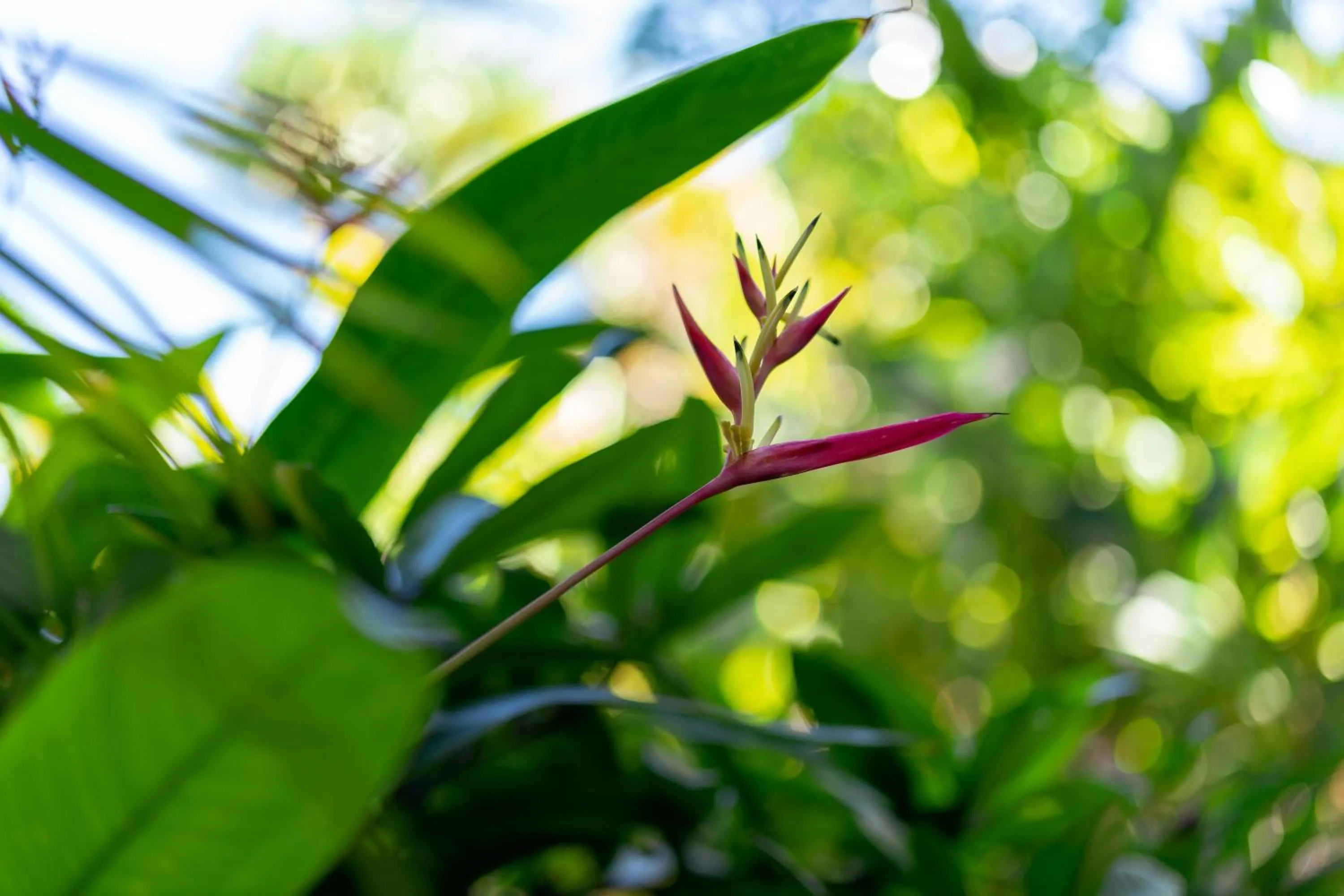 Garden in Noahs Hideaway Luxury B&B
