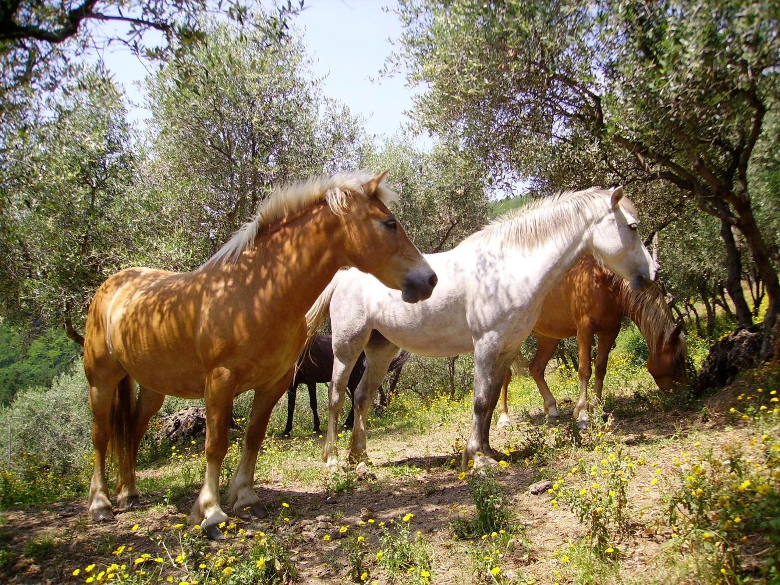 Horse-riding in Fattoria Gambaro di Petrognano