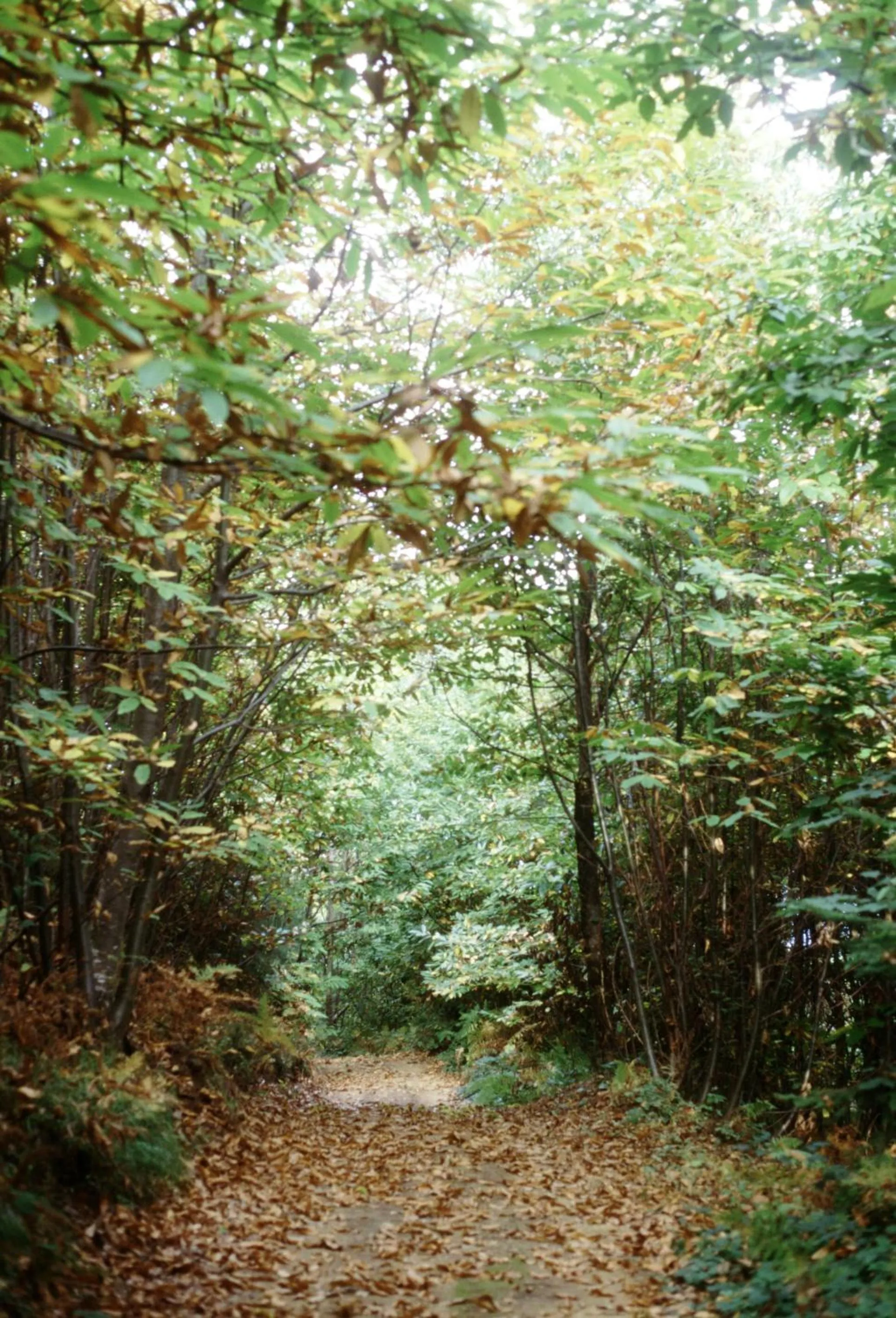 Fattoria Gambaro di Petrognano
