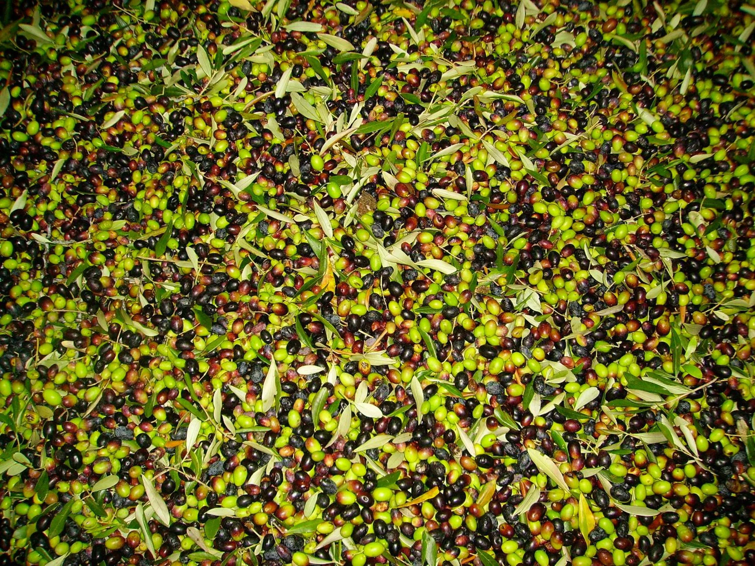 Fattoria Gambaro di Petrognano