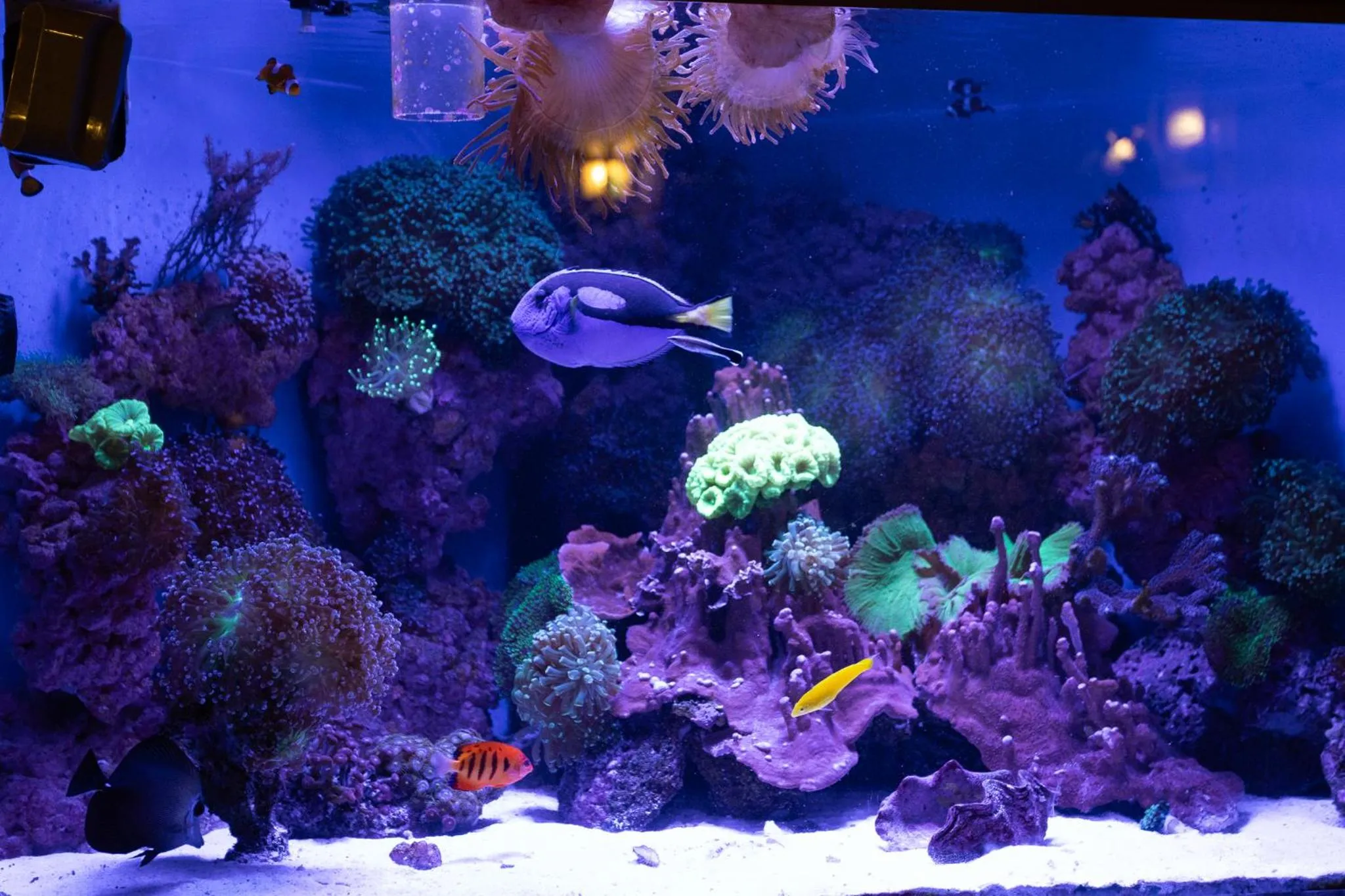 Restaurant/places to eat in Penzion Panda