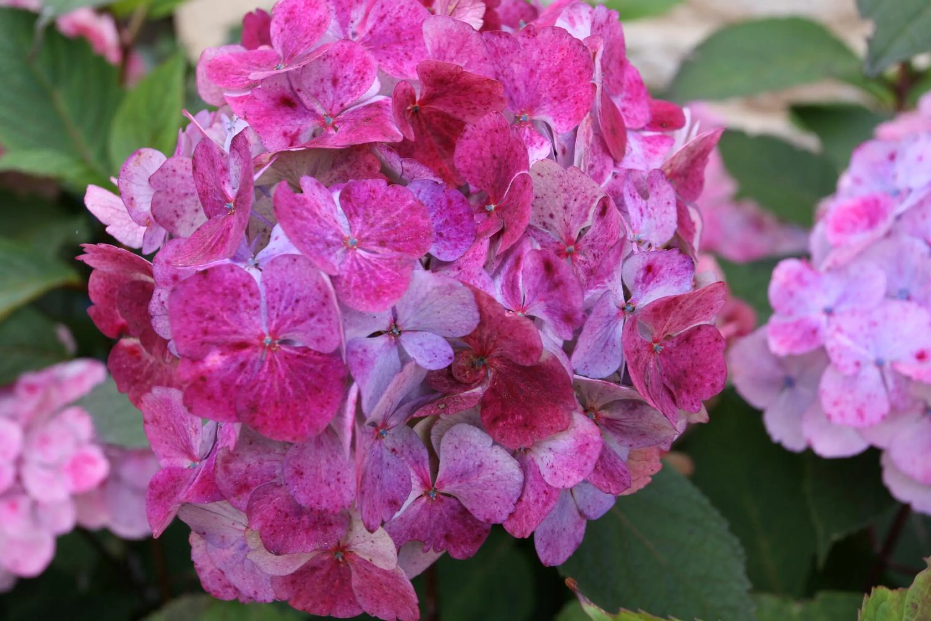Facade/entrance in Hôtel - Restaurant l'Hortensia