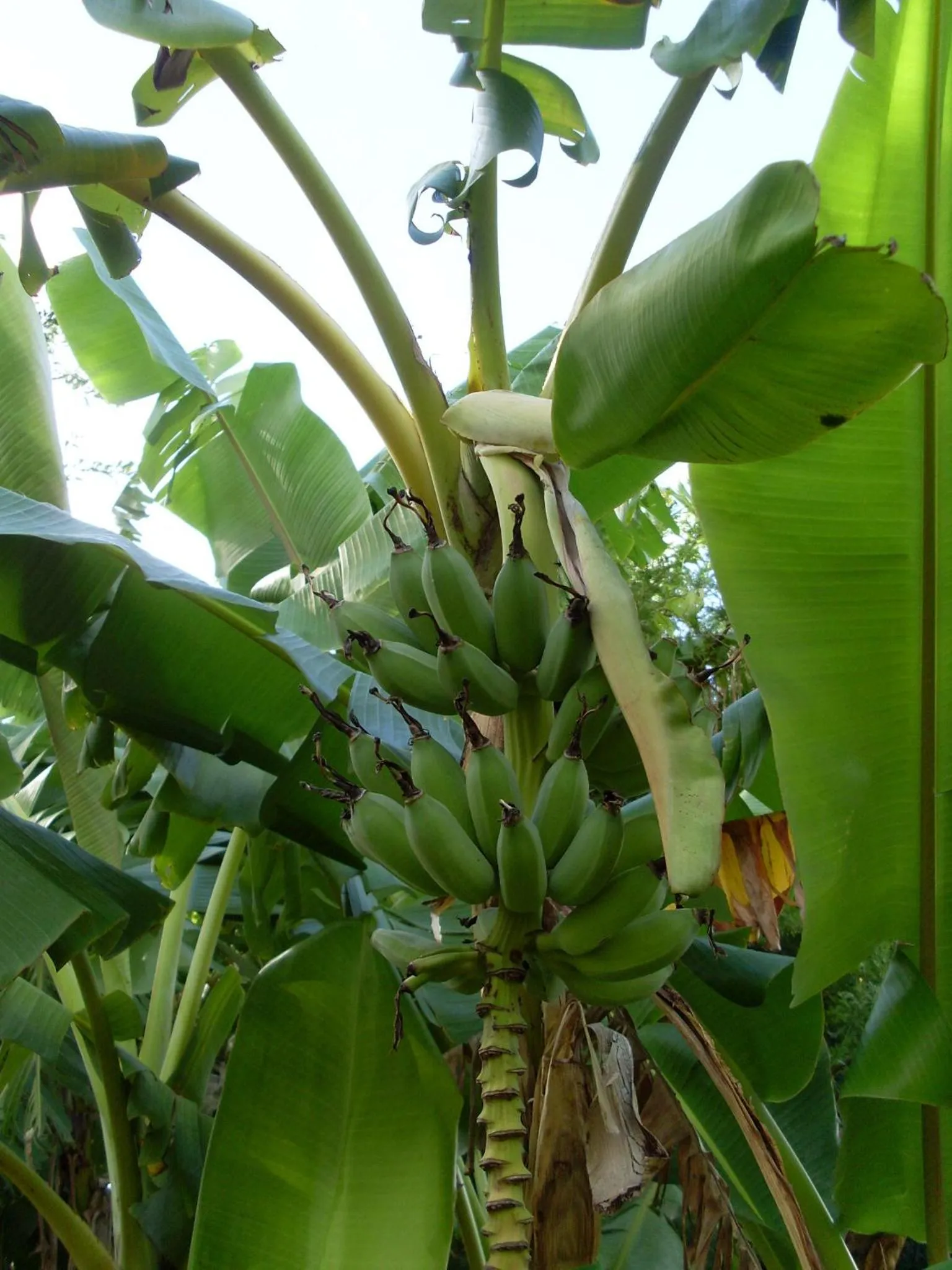 B&B Sauvignon Country Lodge