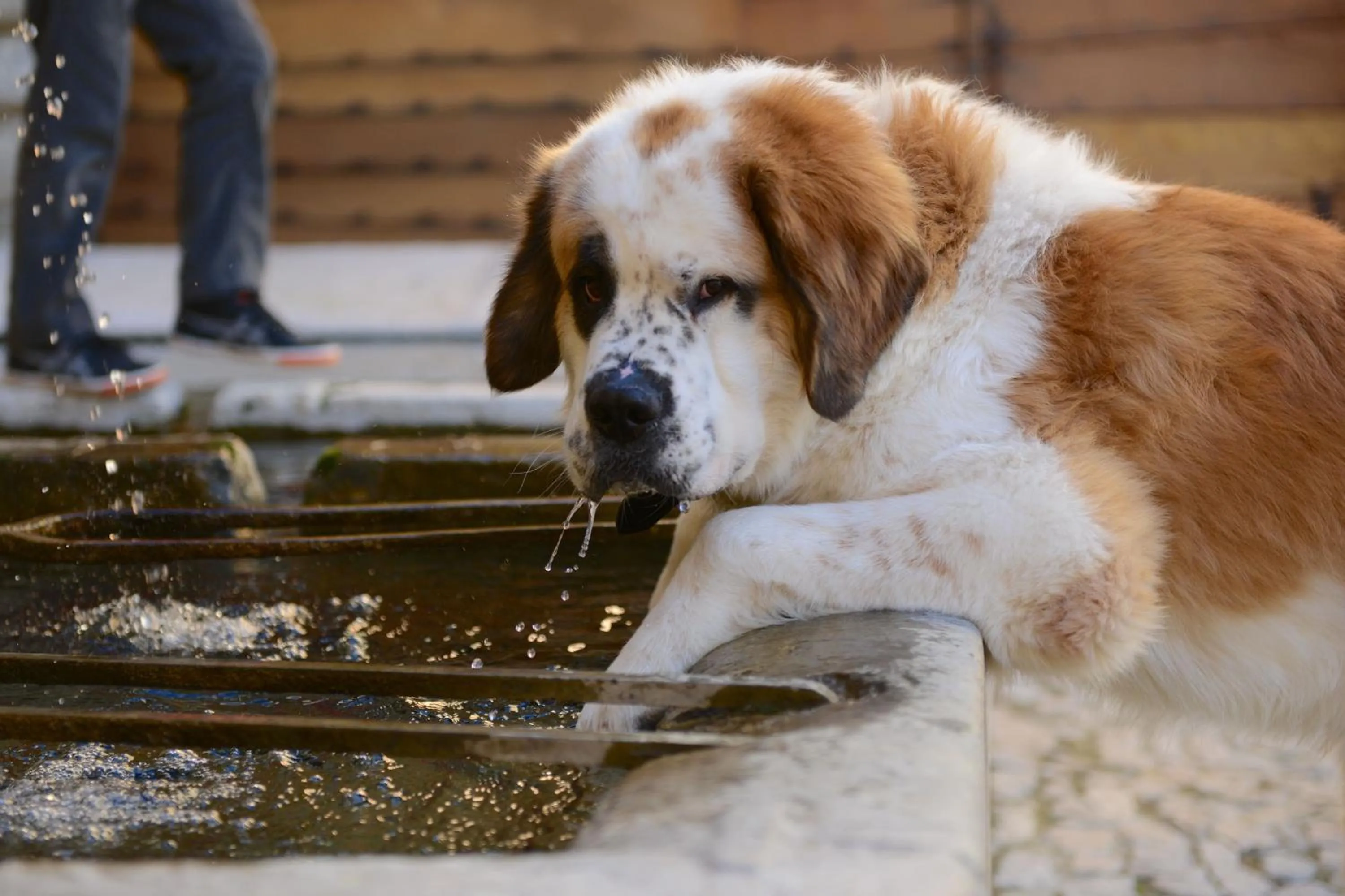 Animals in B&B Le Deffends de Redon