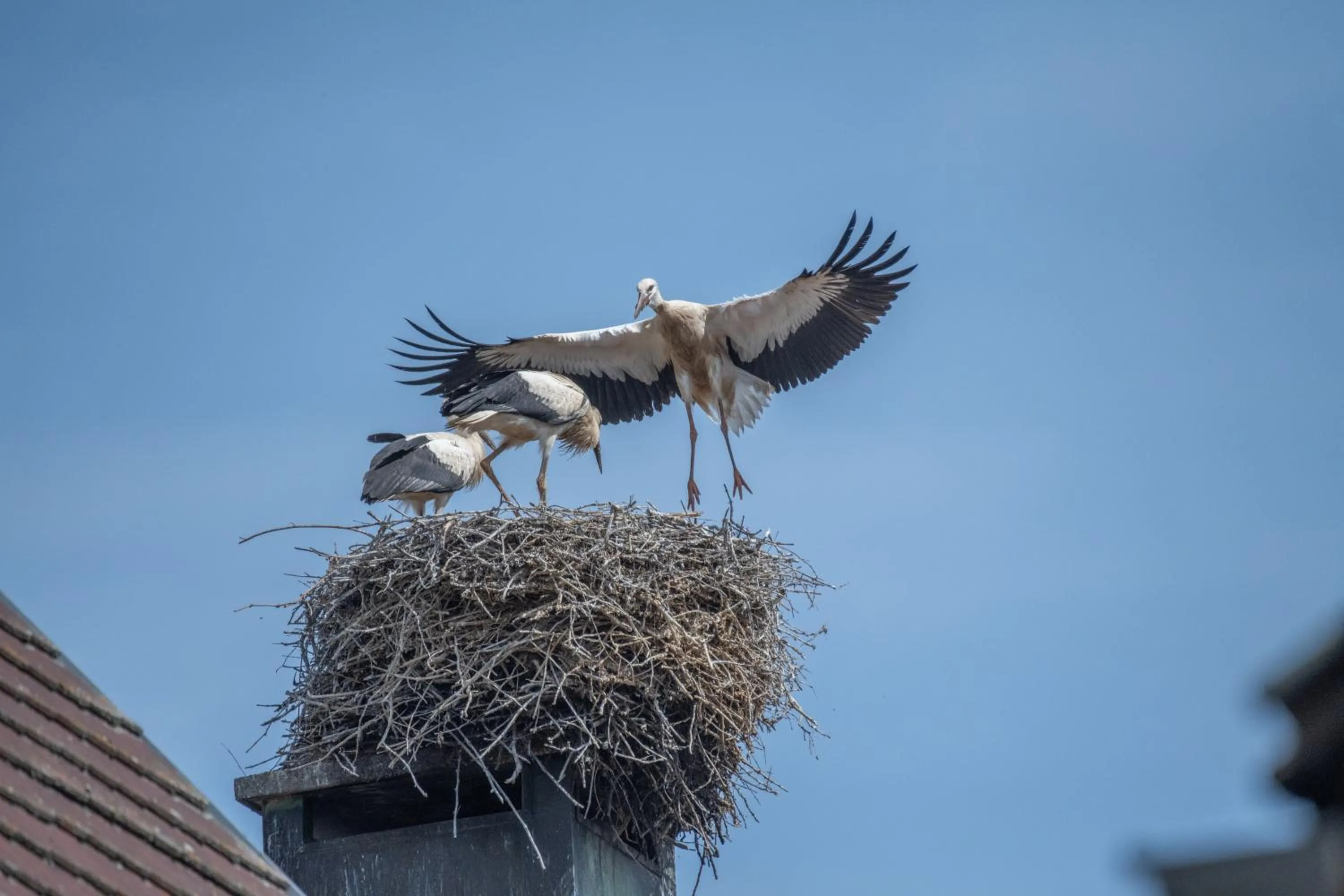 Animals in Hotel Colmar Vignes Eguisheim