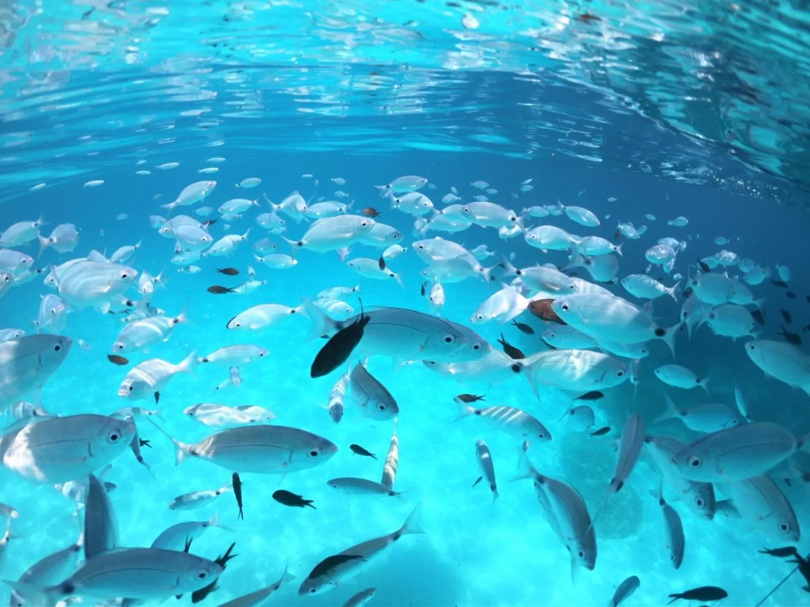 La Casa di Adele Cagliari B&B