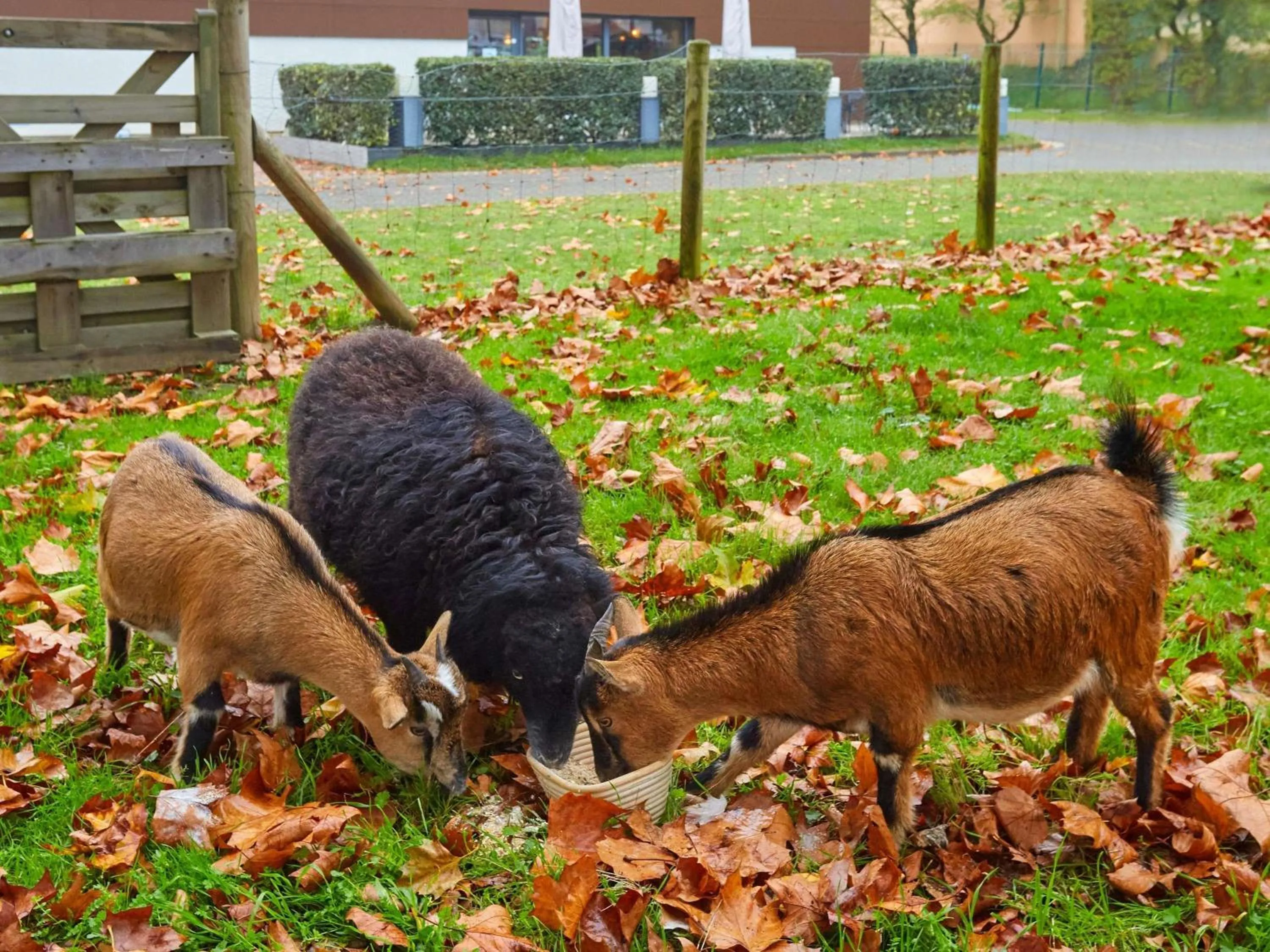 Property building in ibis Le Mans Est Pontlieue