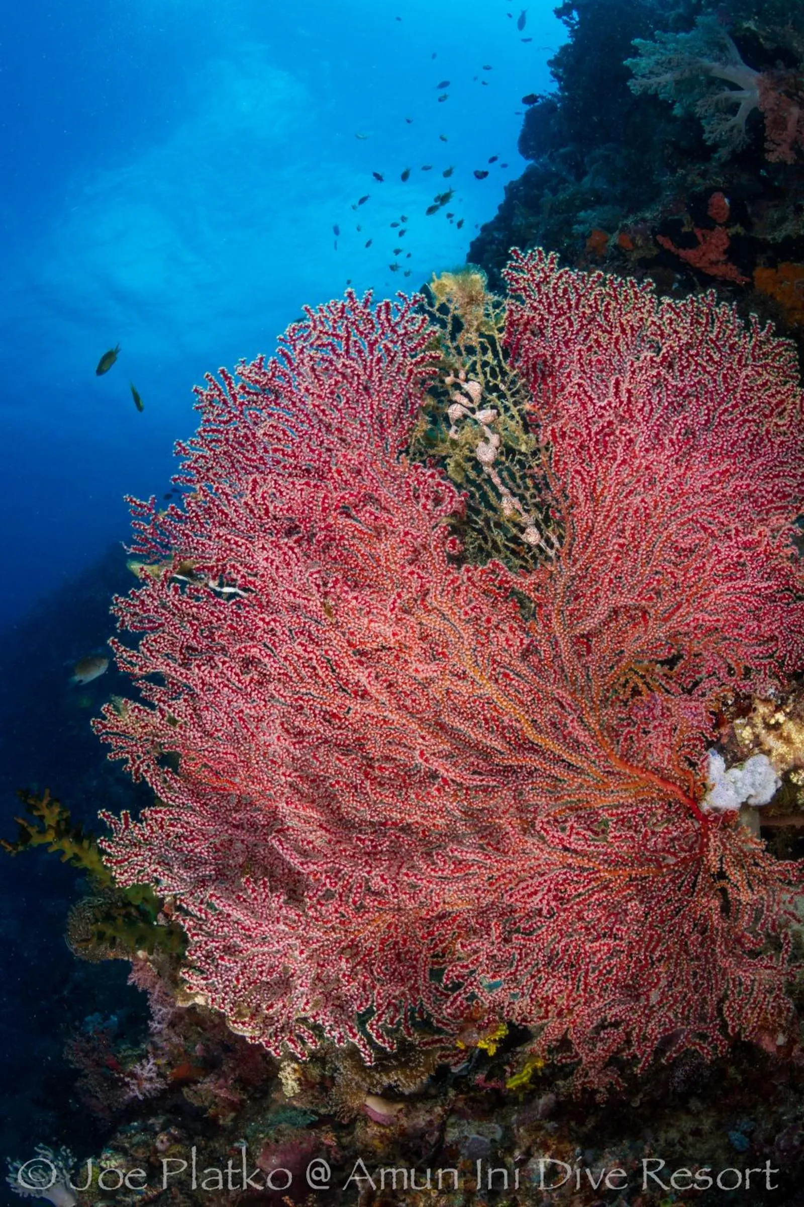 Diving in Amun Ini Beach Resort & Spa